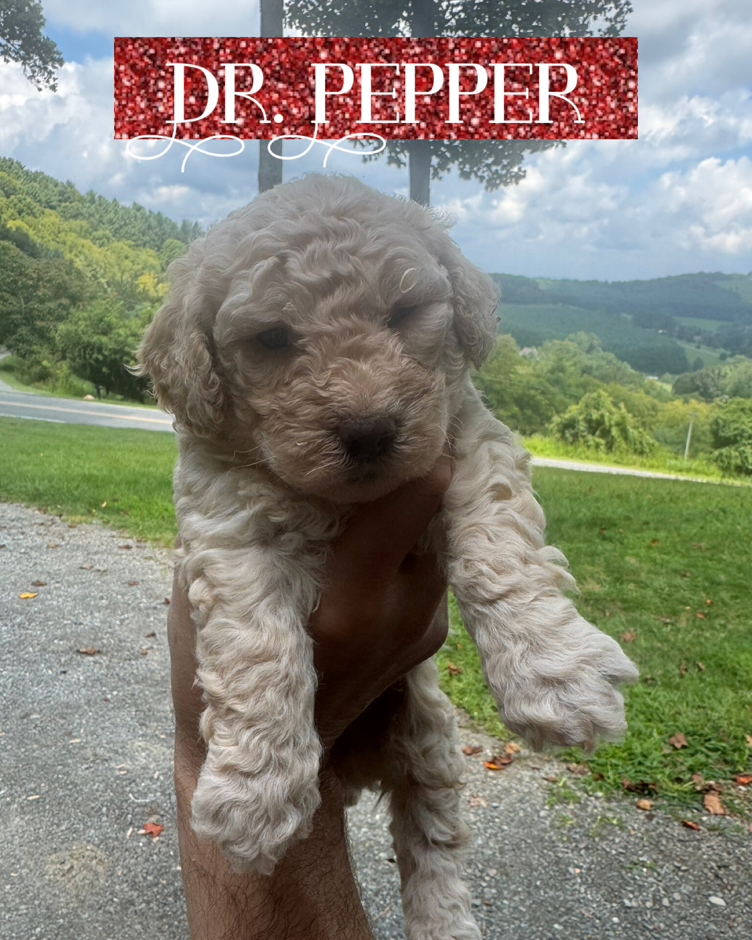 Multigenerational Mini Golden Doodles image 3
