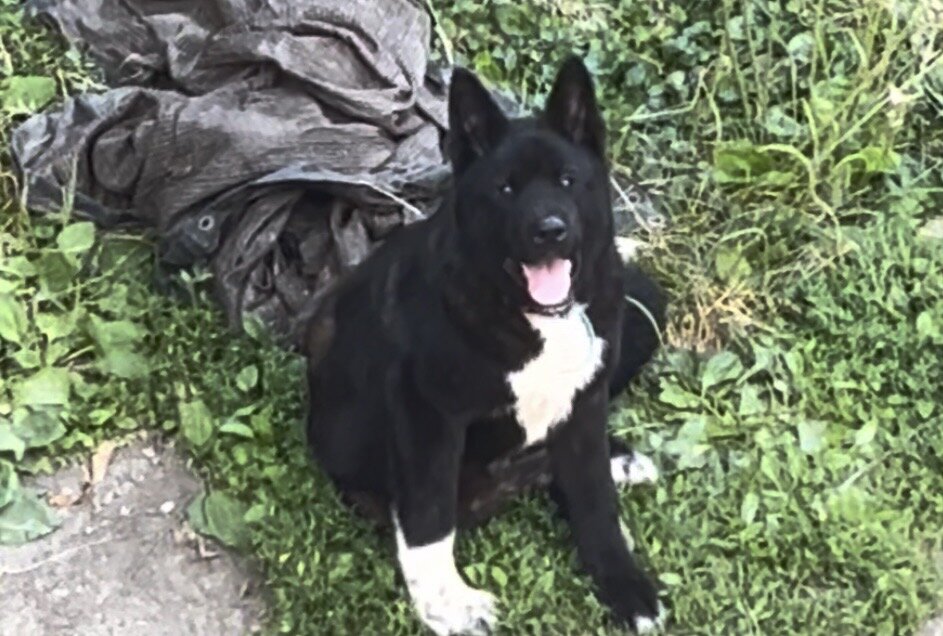 American Akita 8 month old male image 1