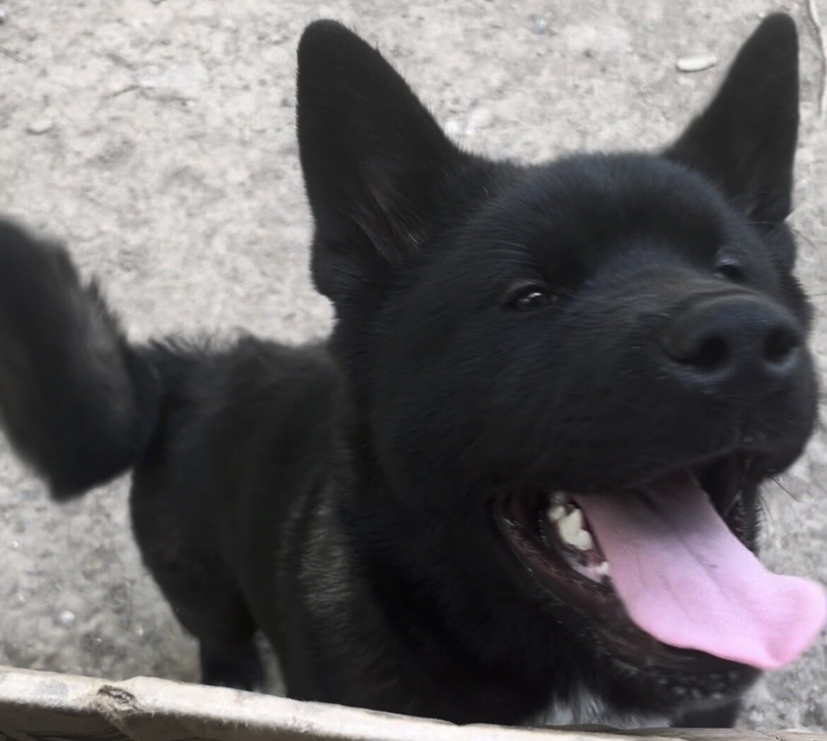 American Akita 8 month old male image 3