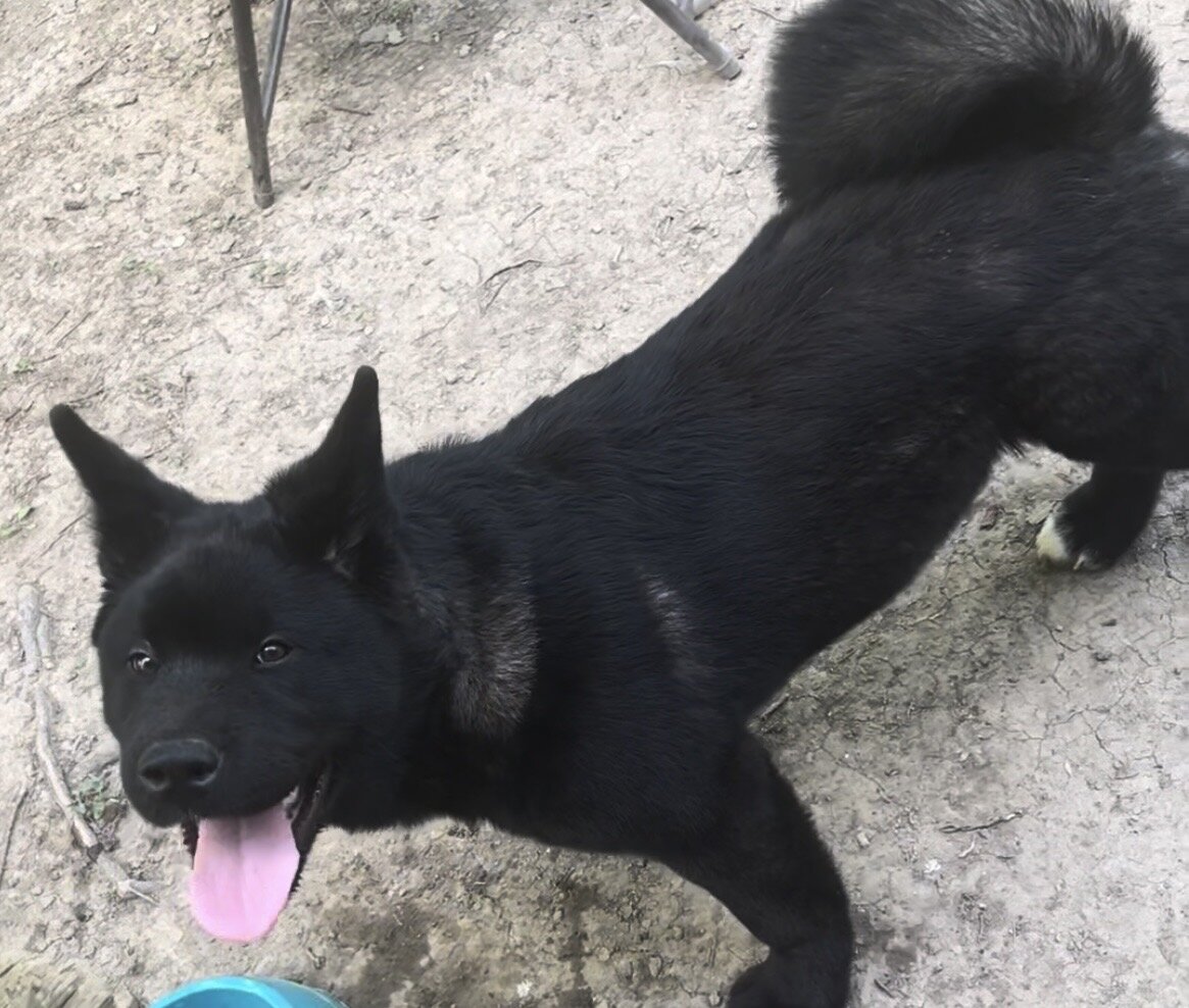 American Akita 8 month old male image 2