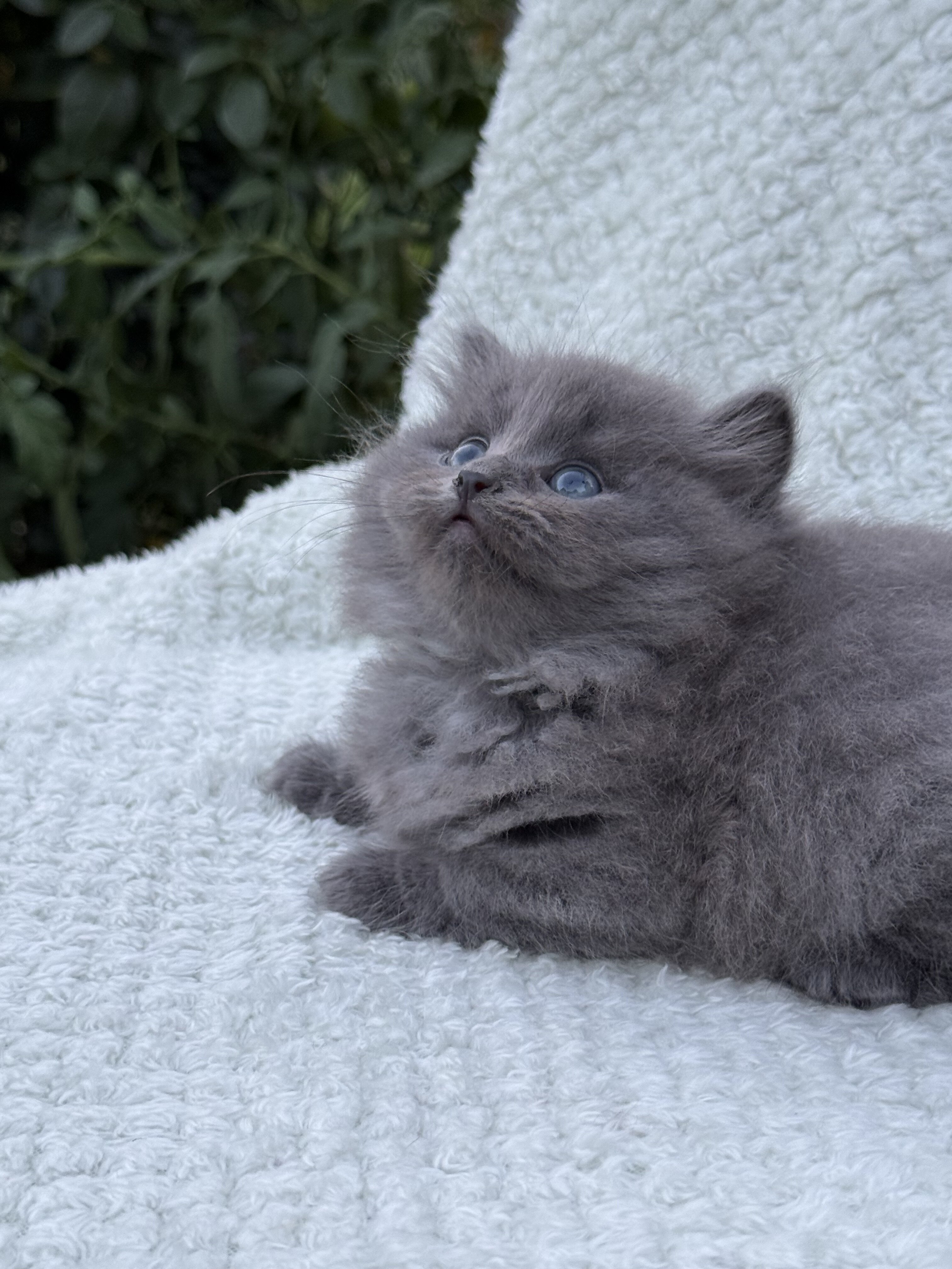 Cats image 2