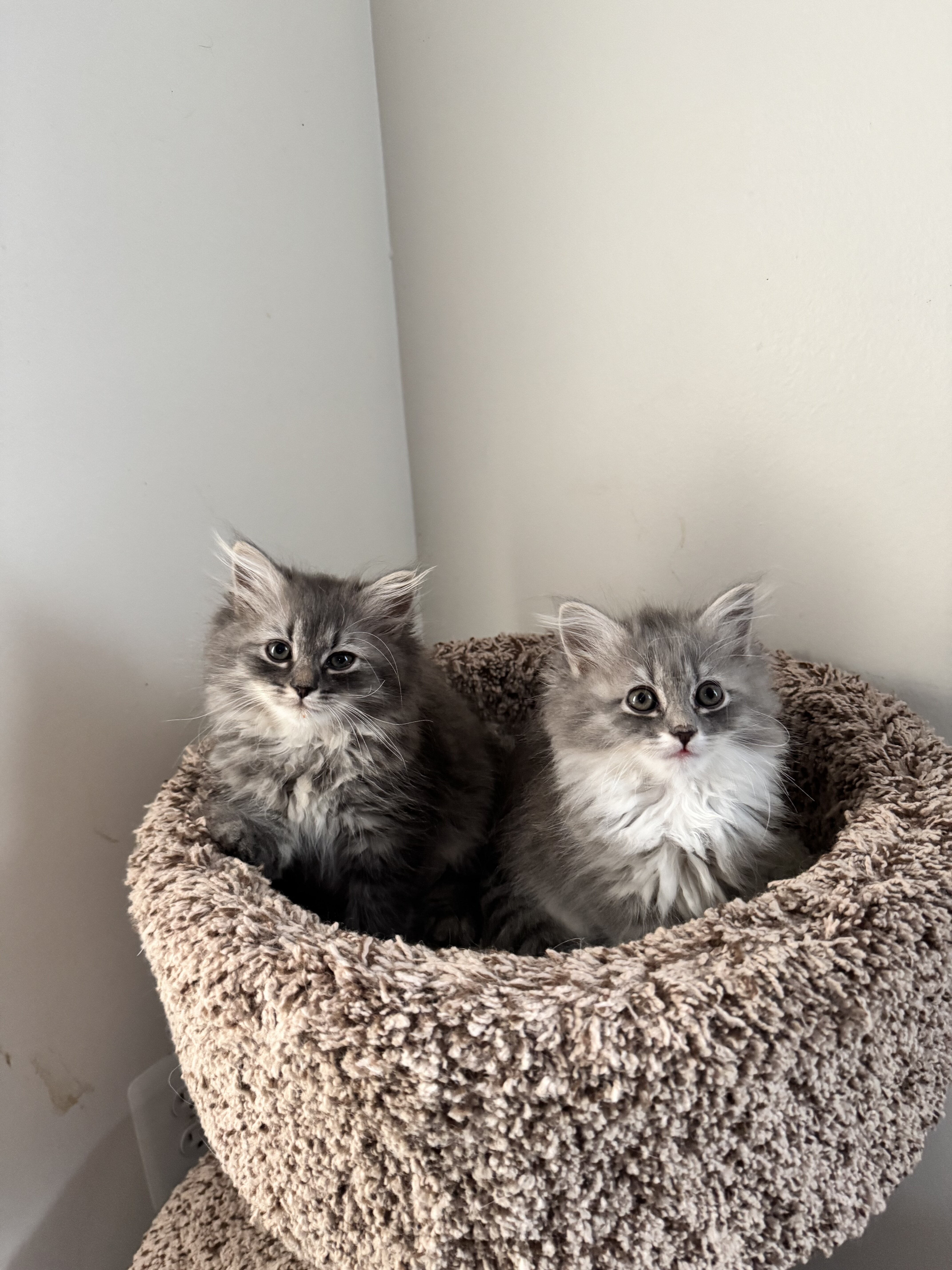 Cats image 1