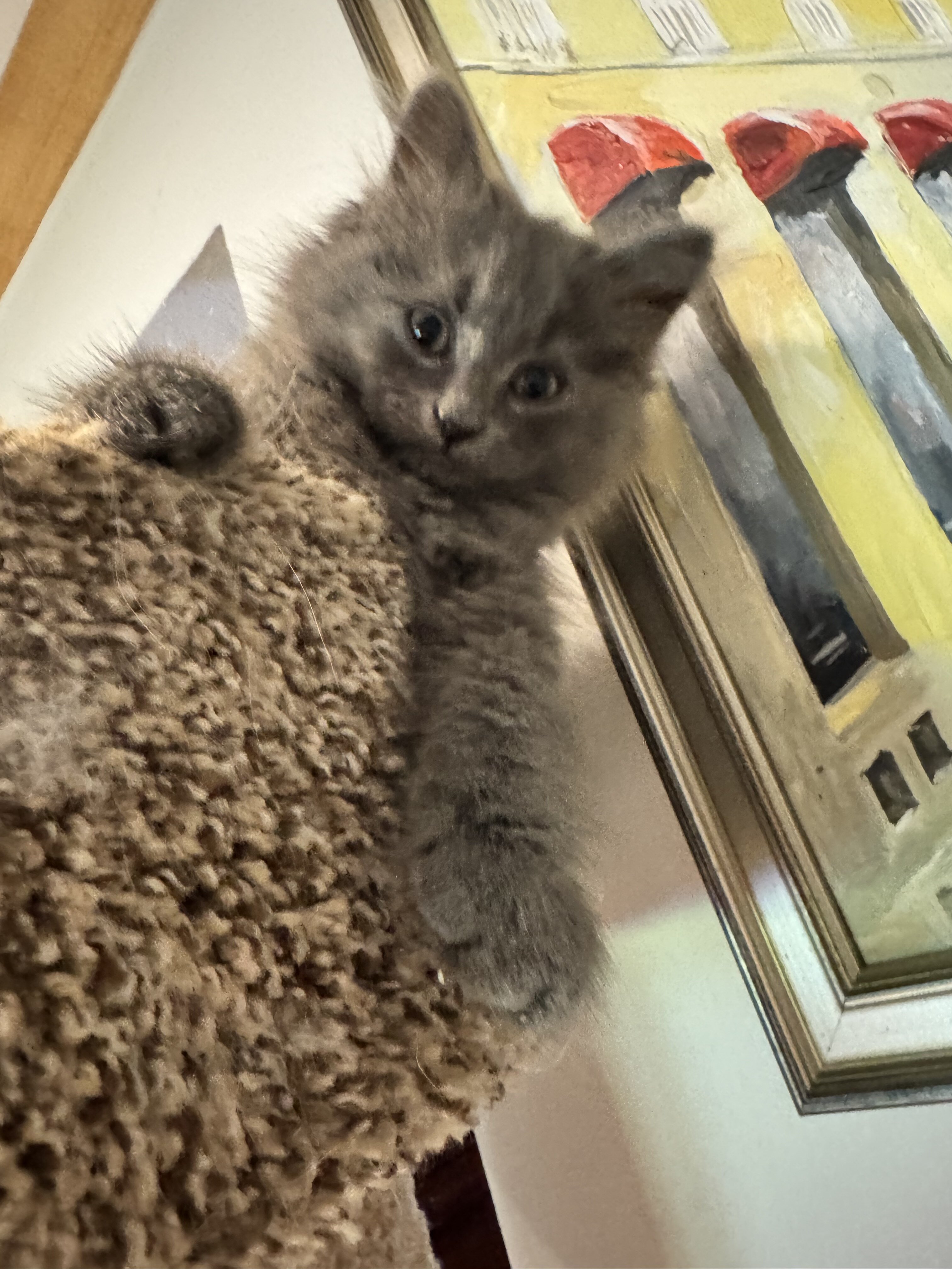 Cats image 4