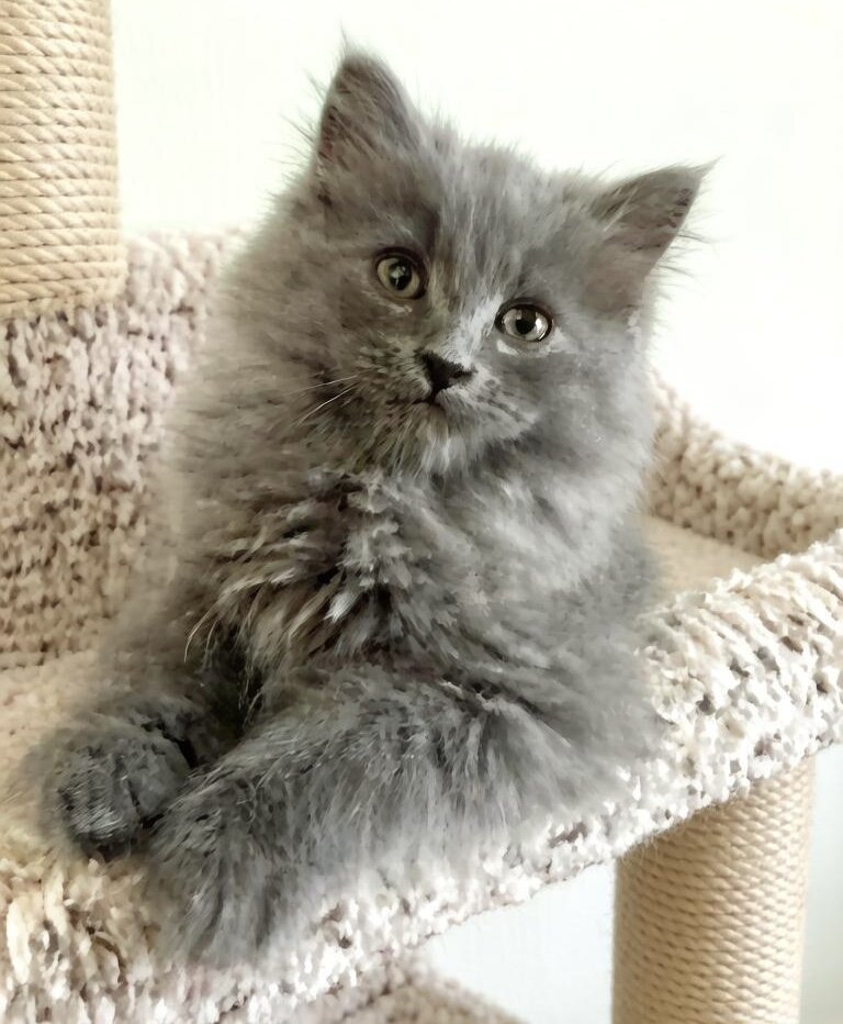 Cats image 3