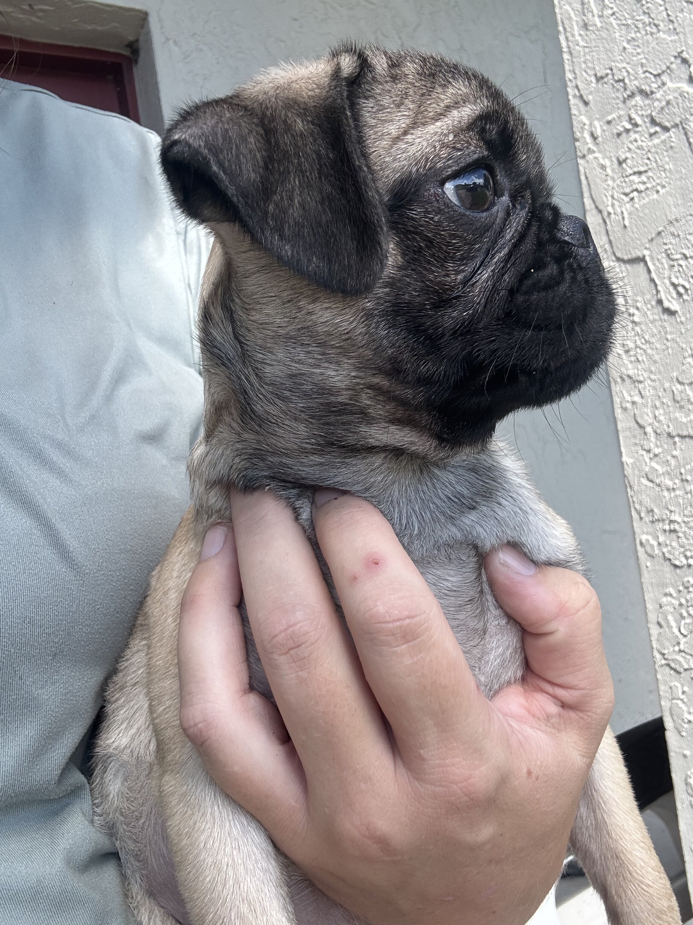 Pug puppy image 1
