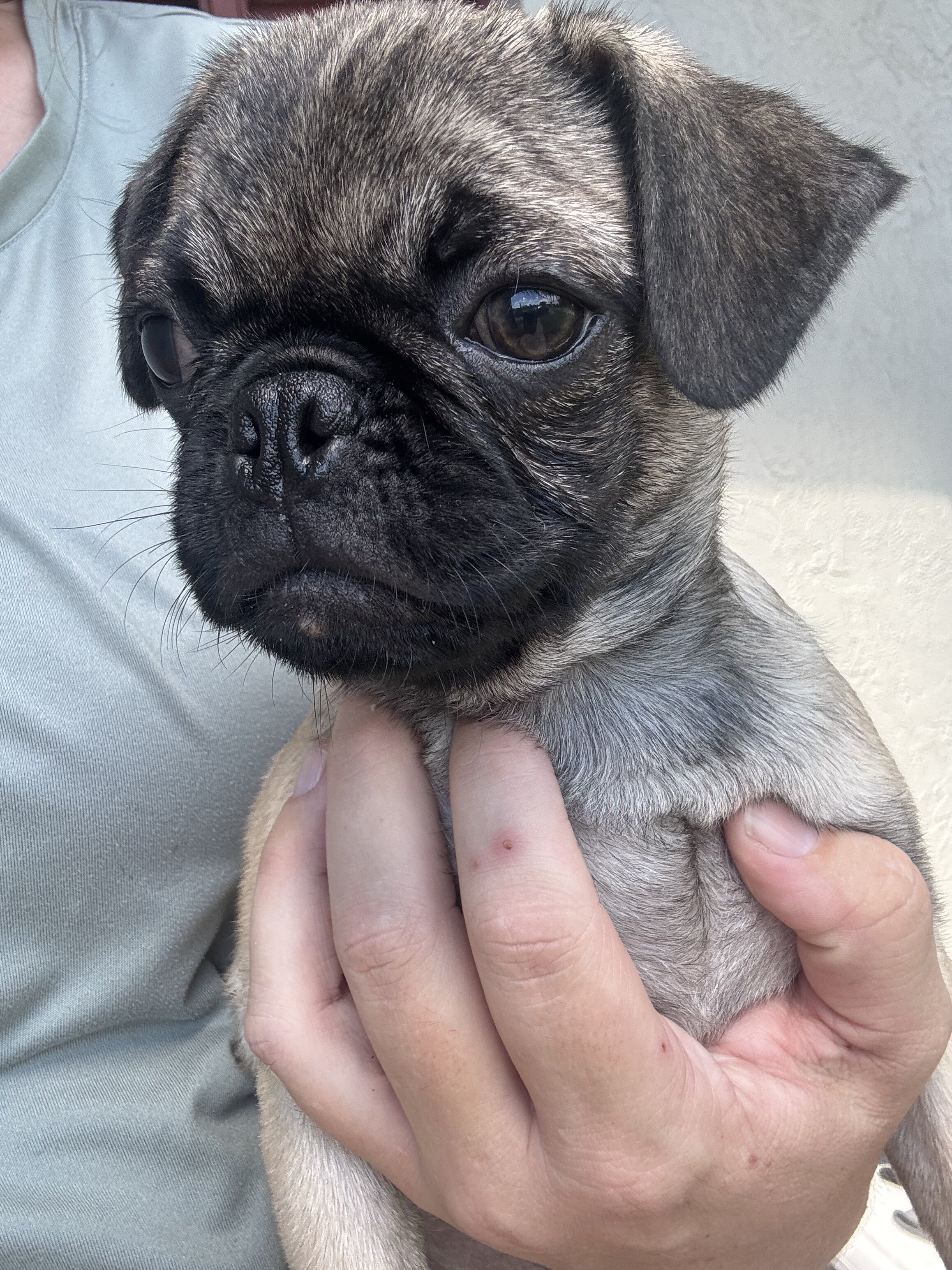 Pug puppy image 2
