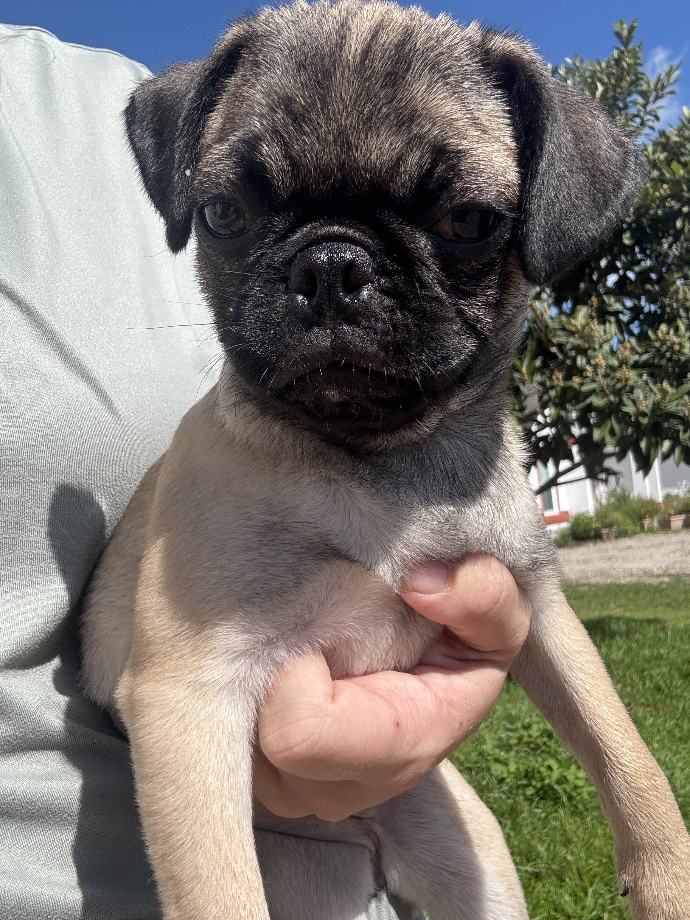 Pug puppy image 3