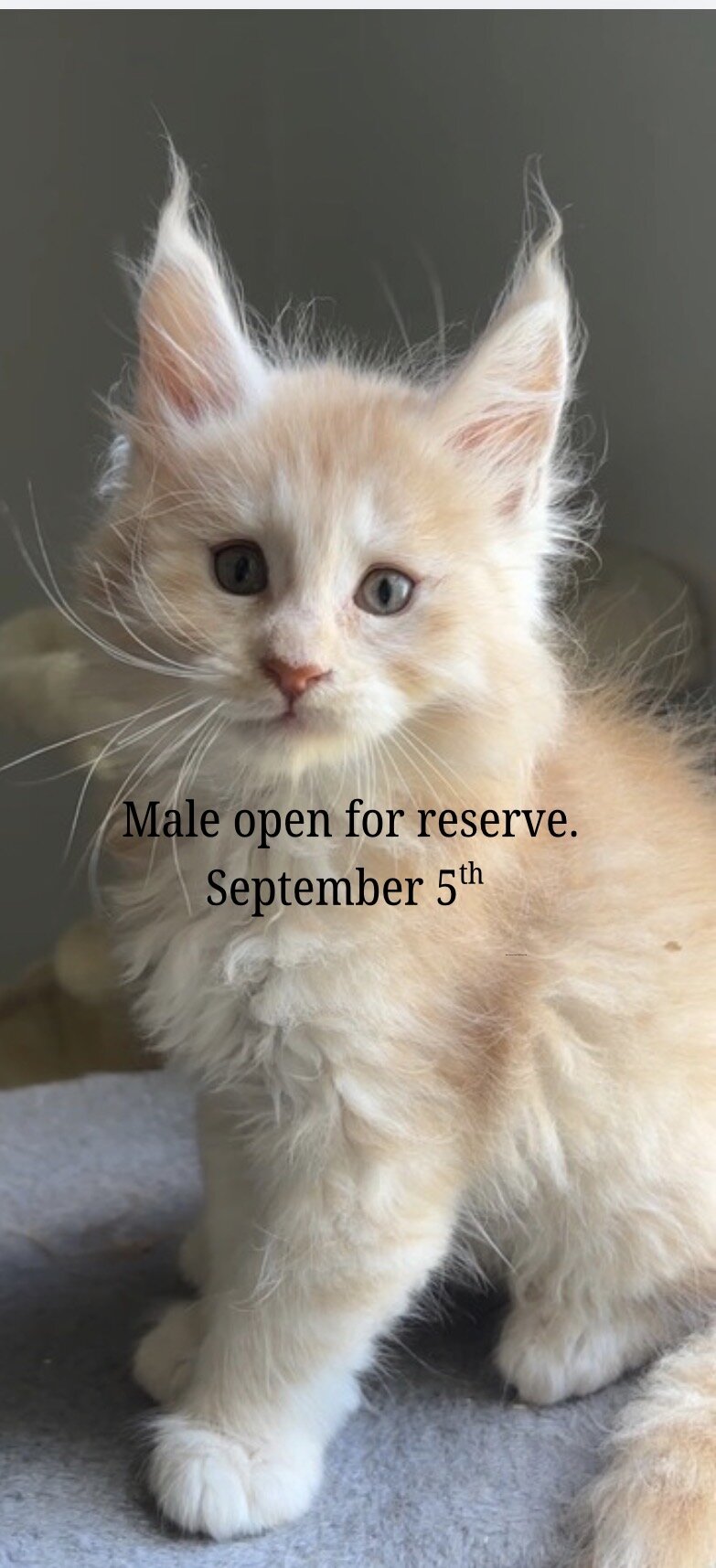 Male maine coon Michigan image 1