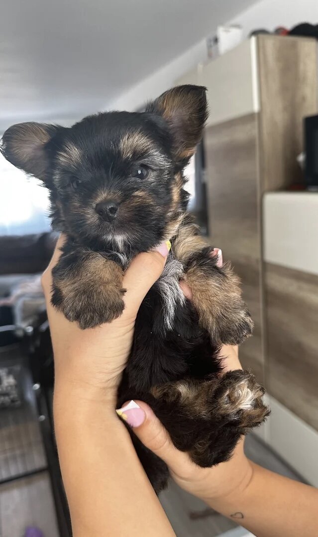 Yorkshire terrier image 1