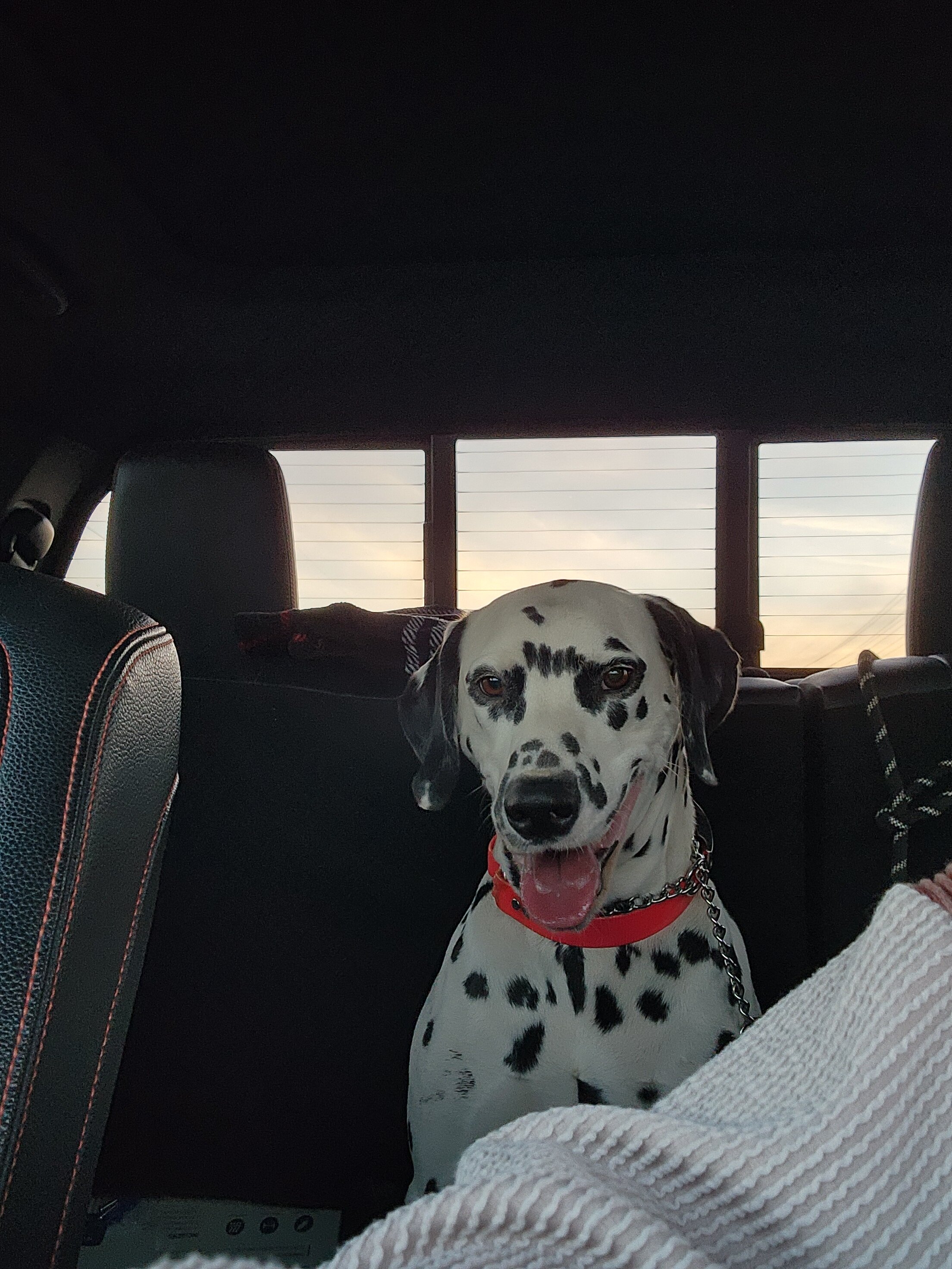 Dalmation image 2