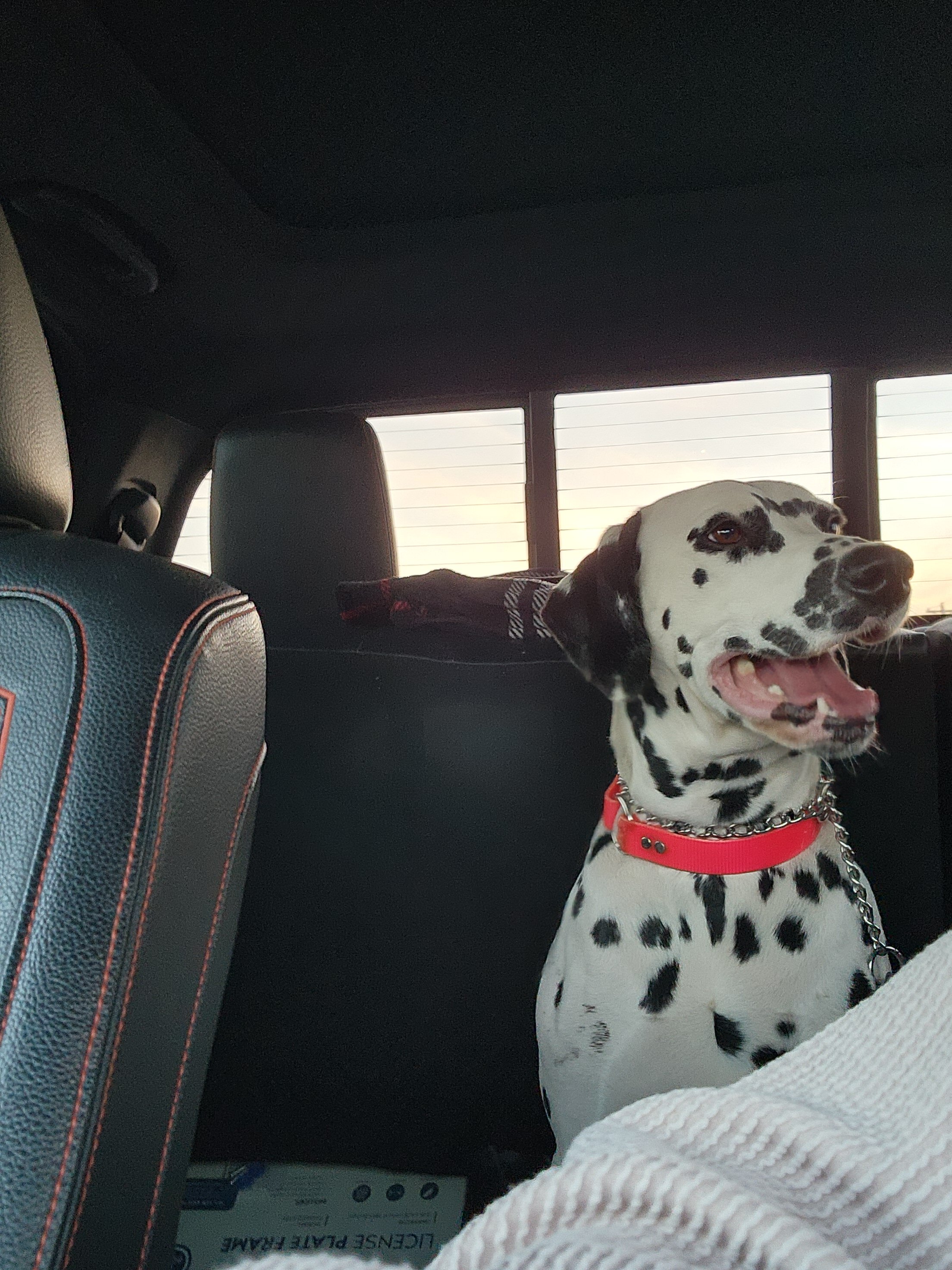 Dalmation image 1