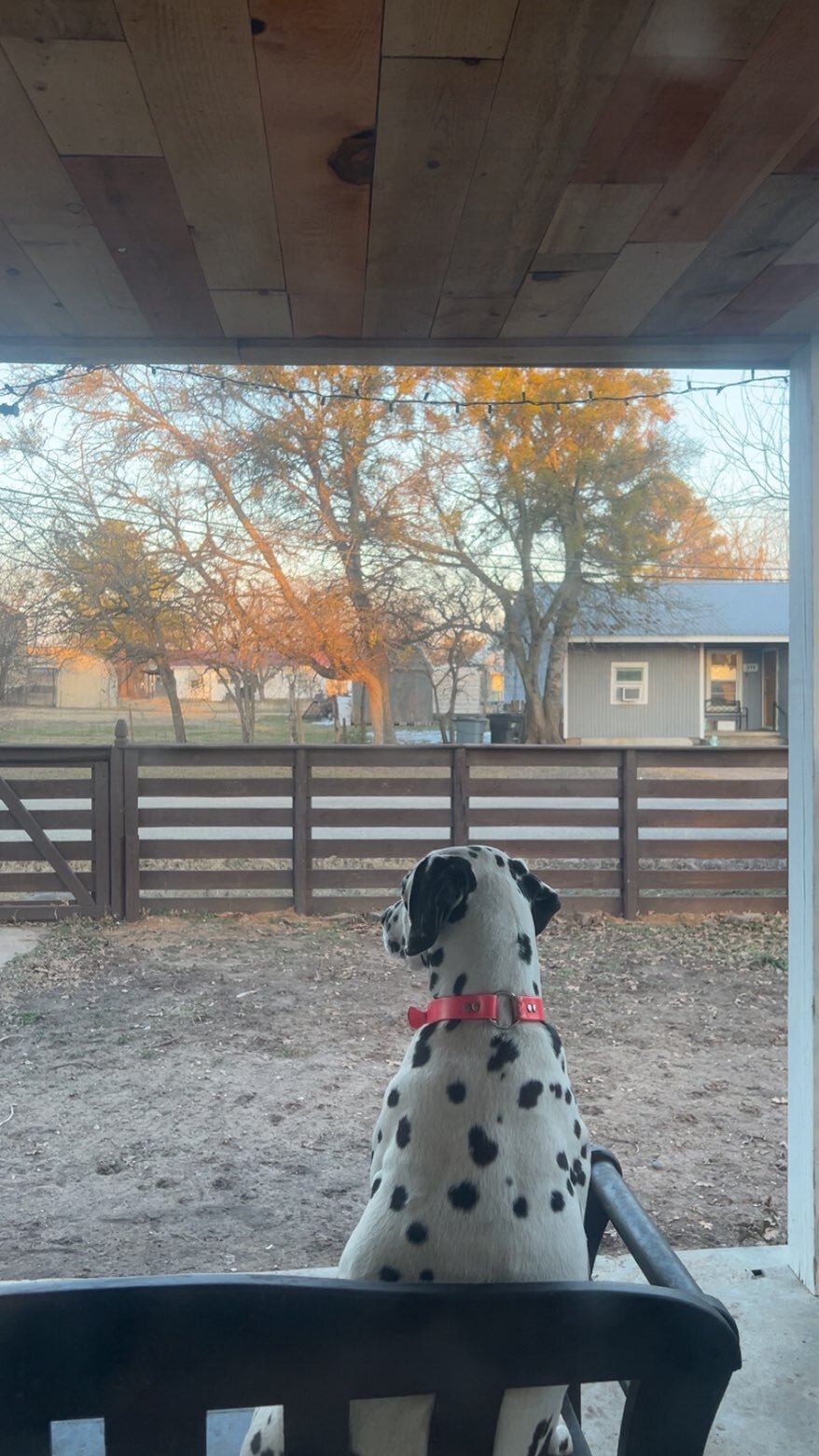 Dalmation image 3