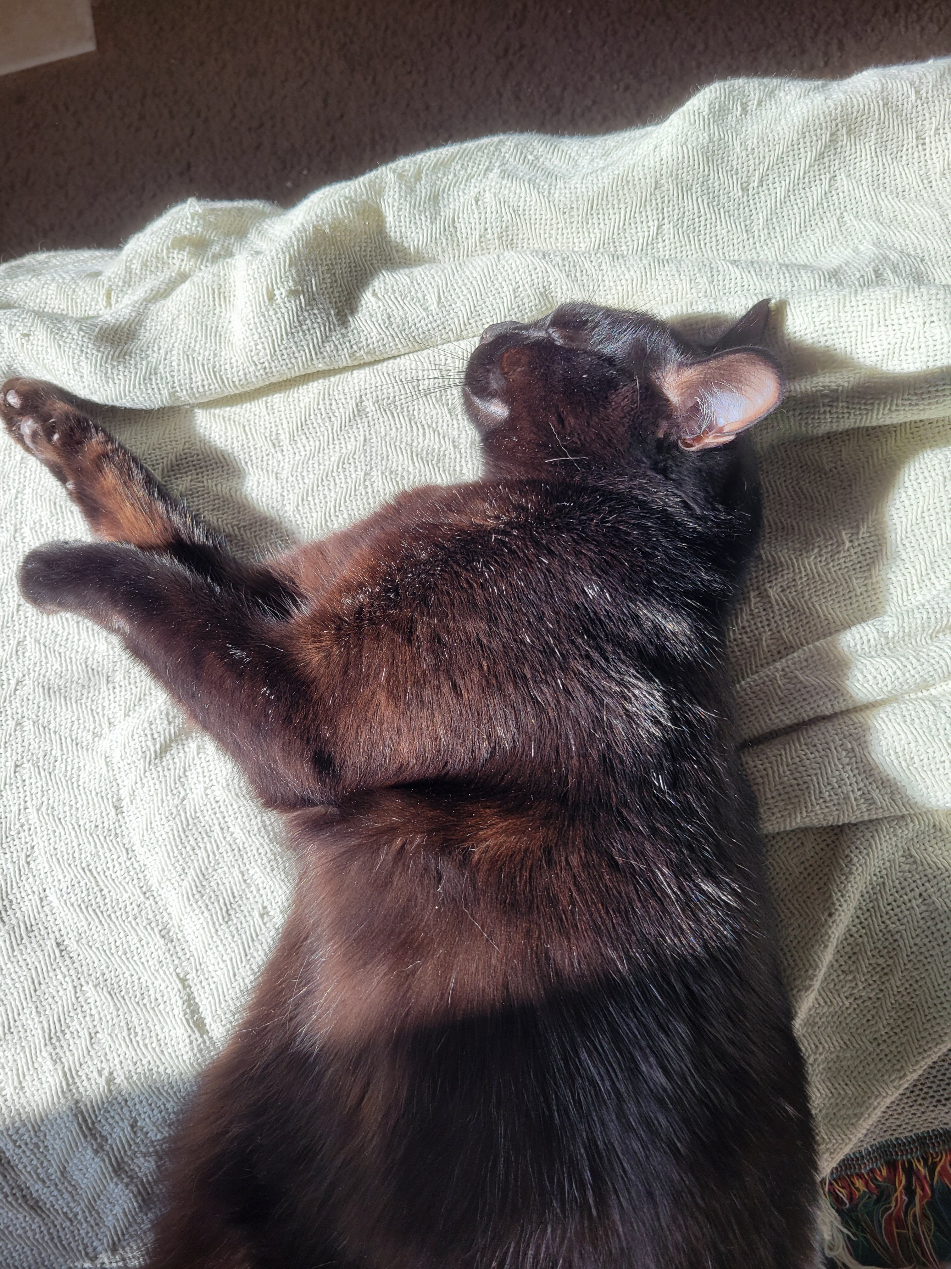Black cat image 2