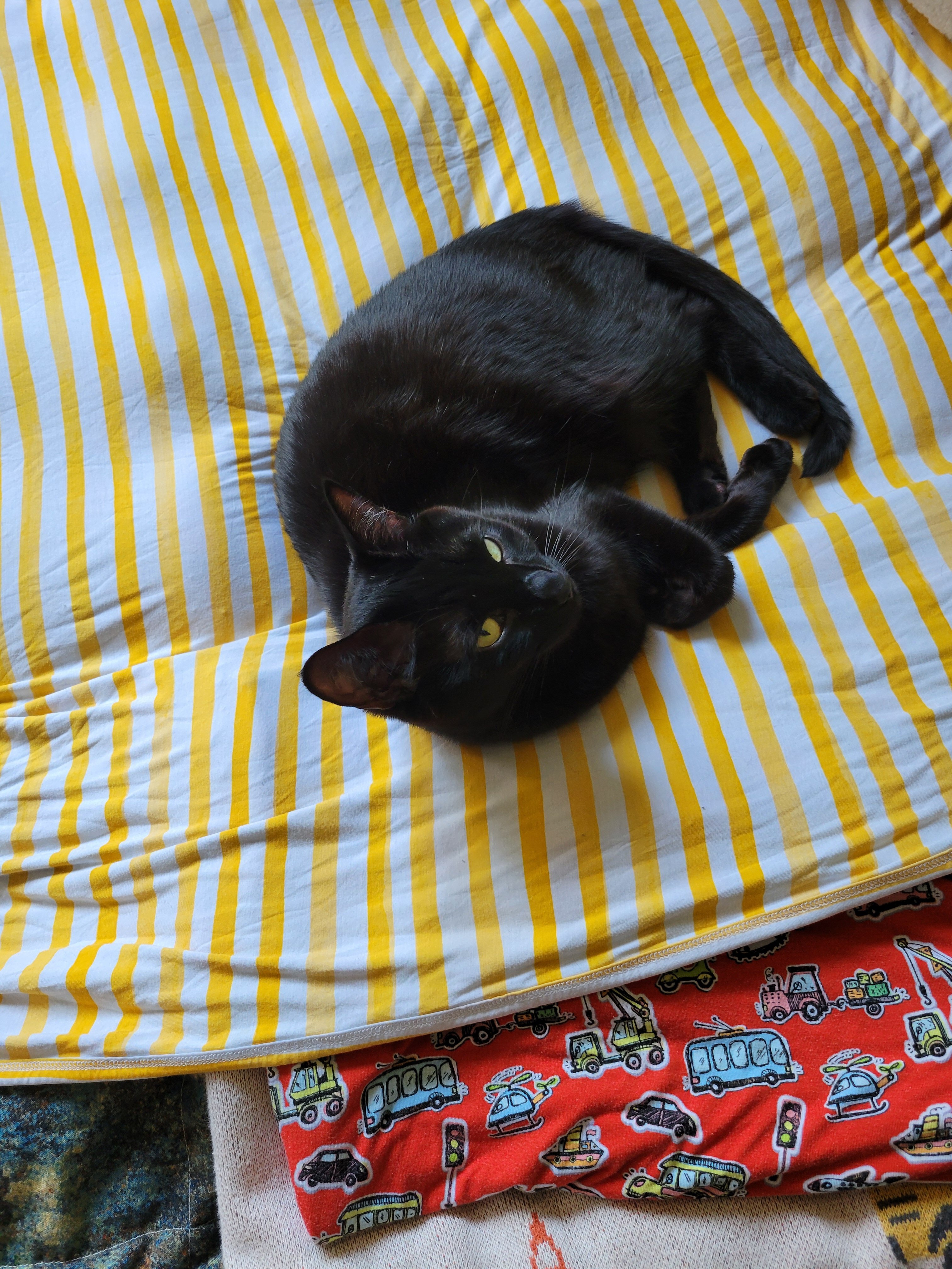 Black cat image 1