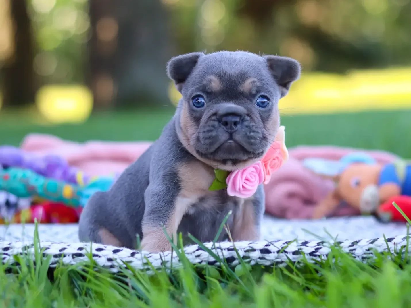Lovely Female French Bulldogs image 1