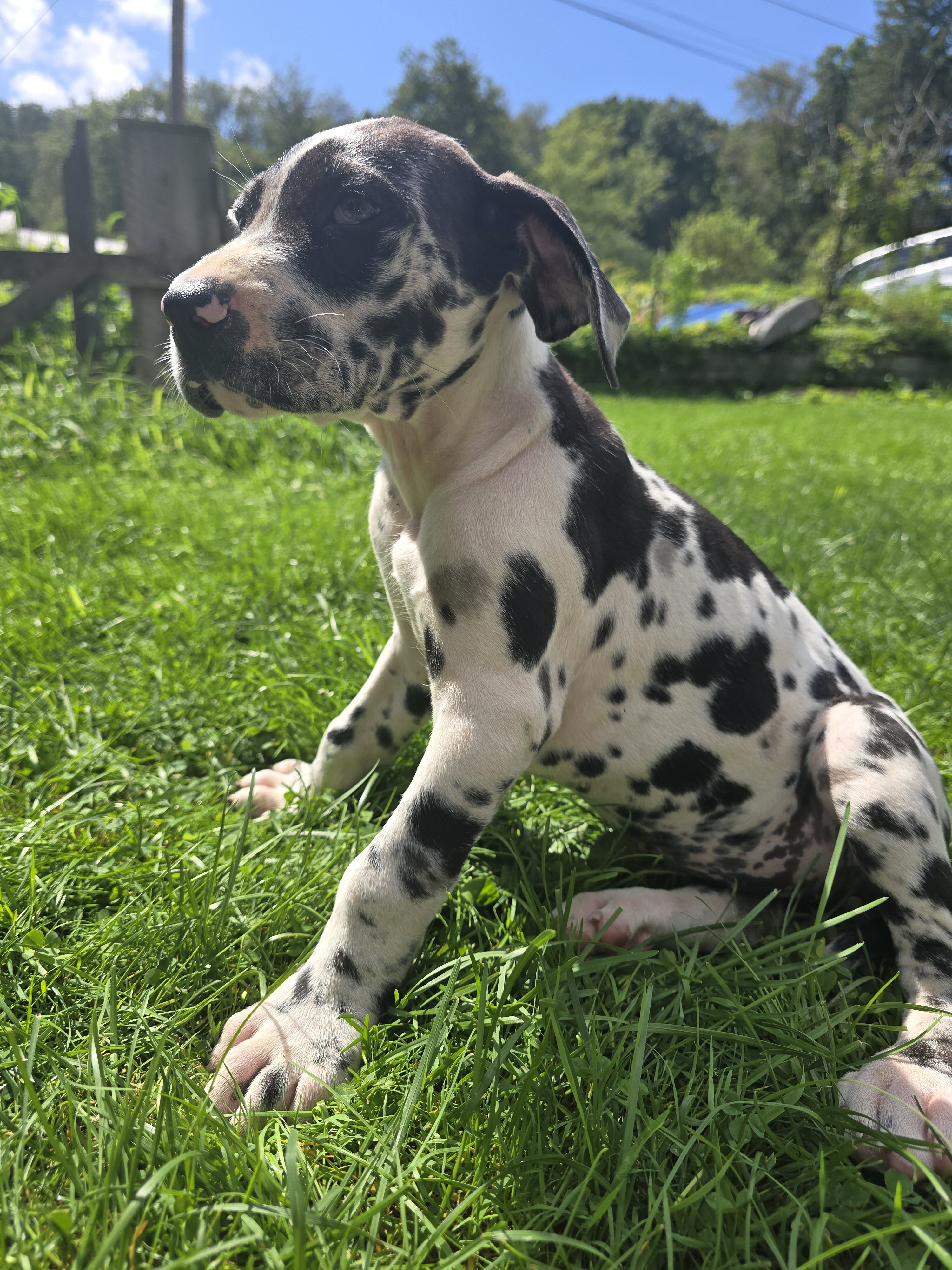 Great Dane image 1