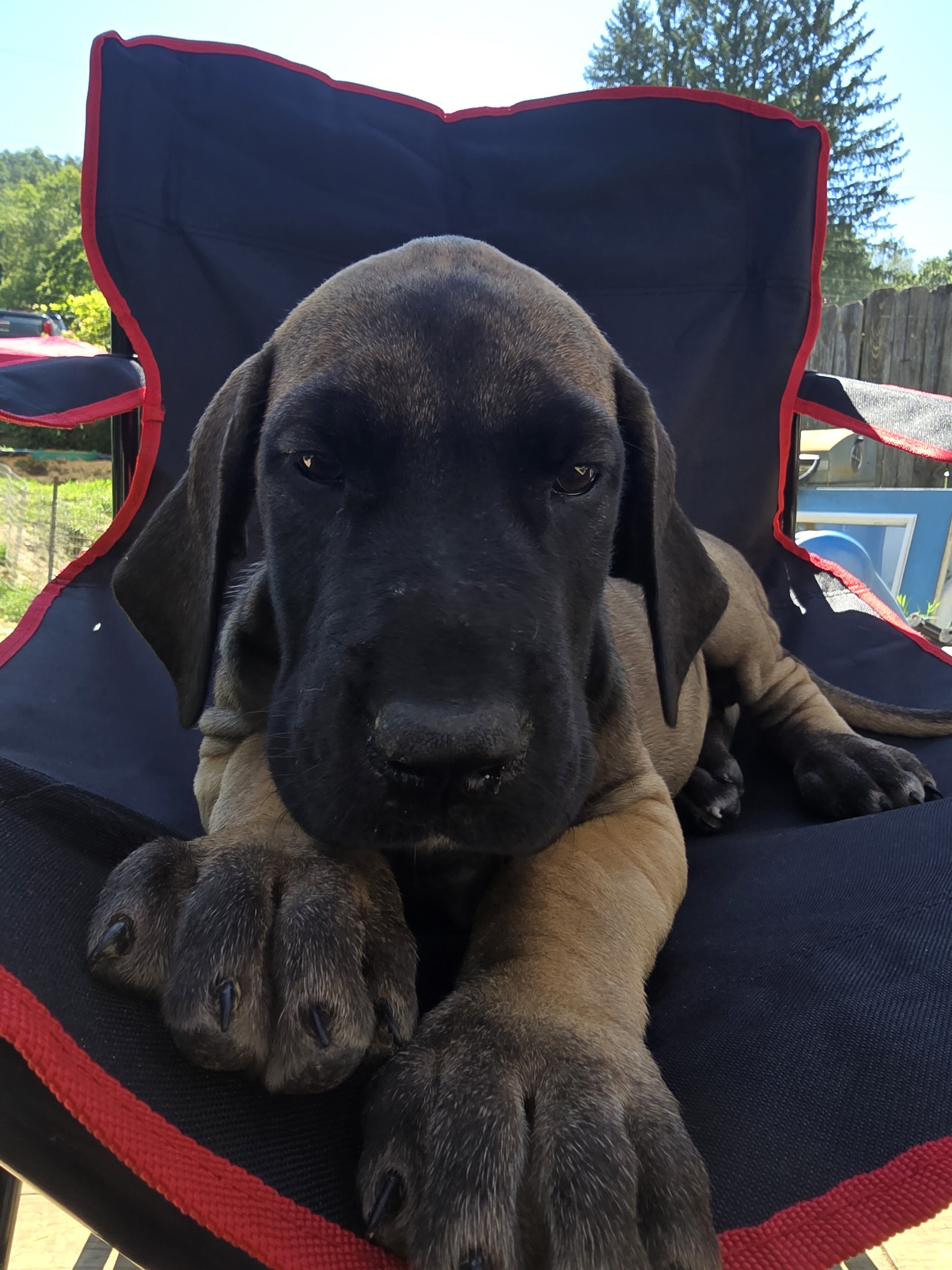 Great Dane image 2