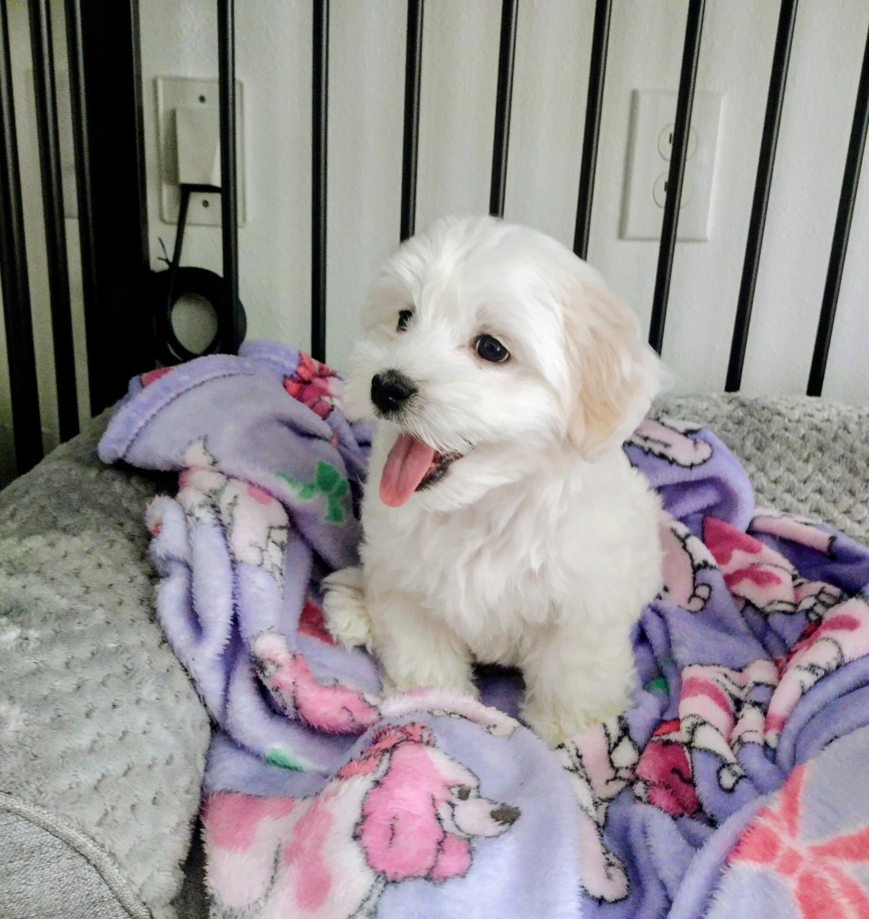 Maltipoo Puppy image 1