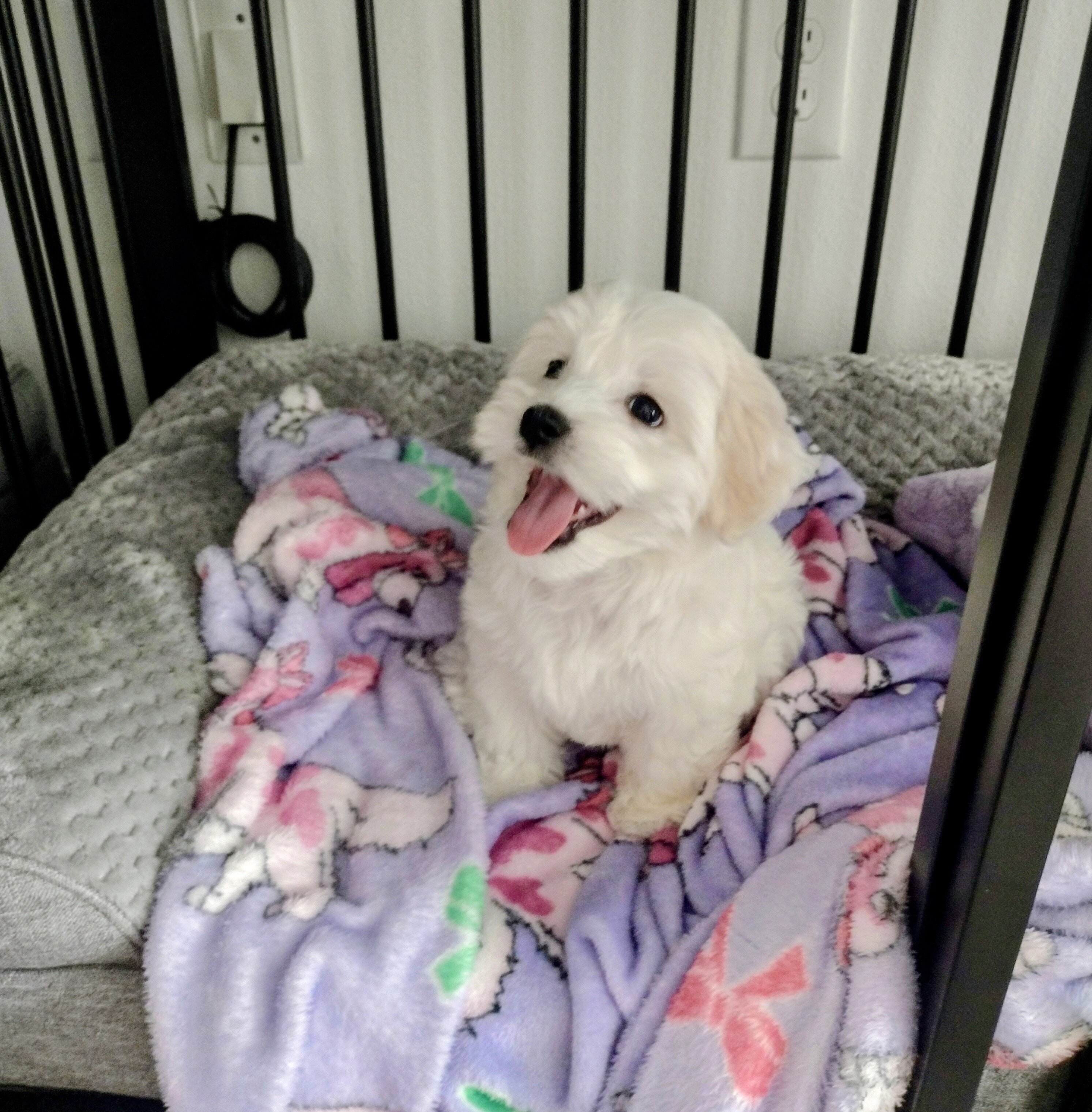 Maltipoo Puppy image 5
