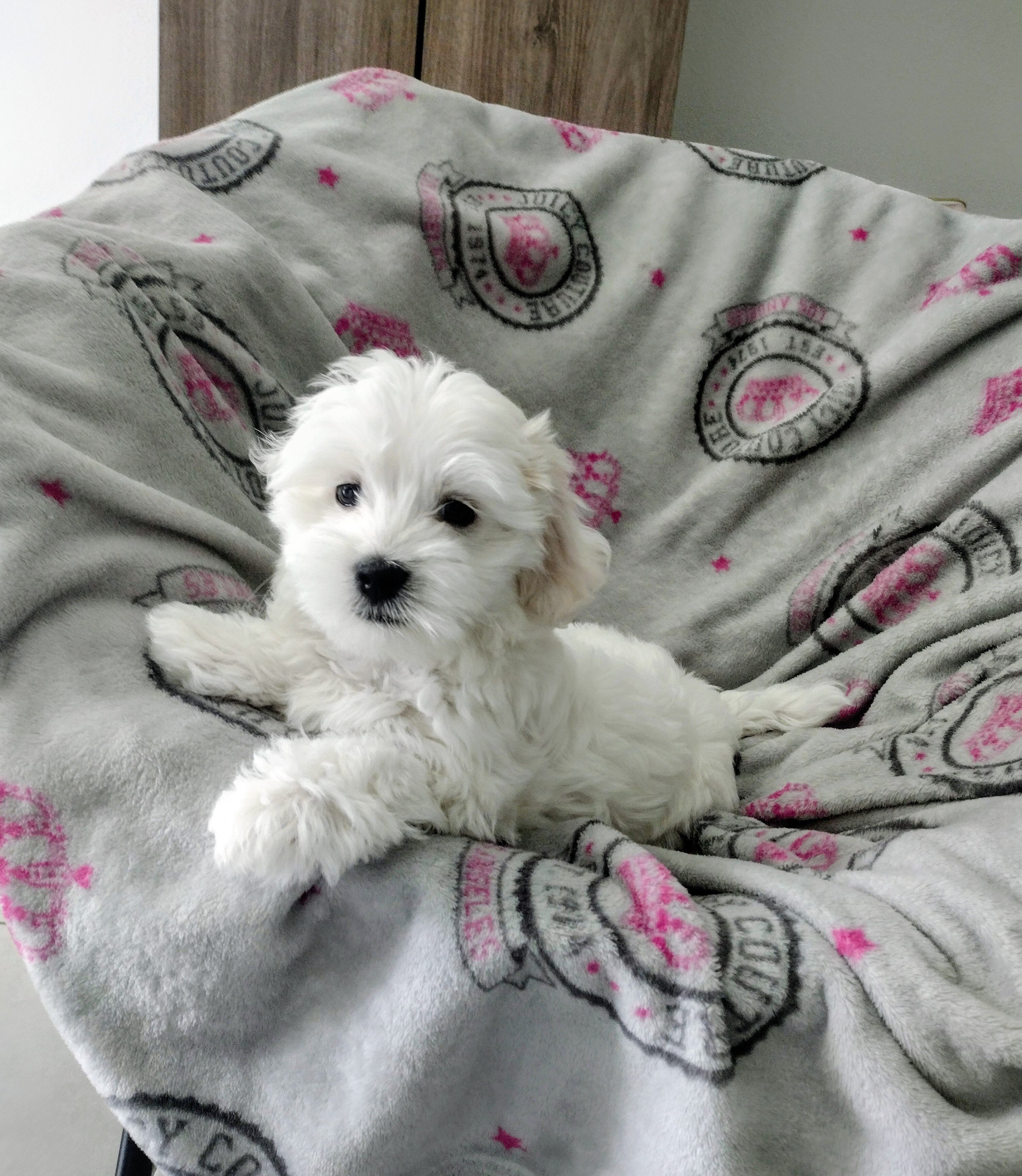 Maltipoo Puppy image 3