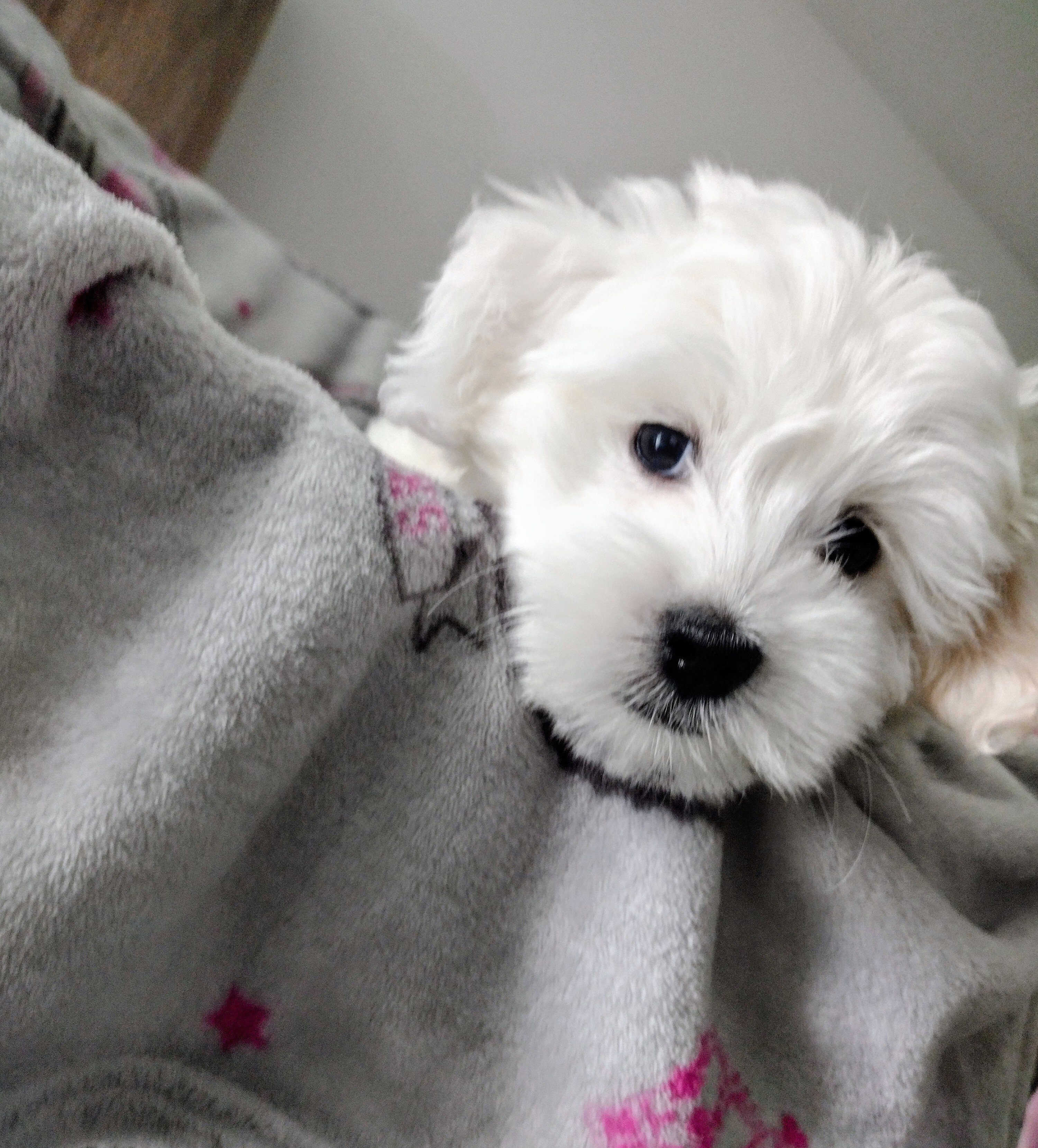 Maltipoo Puppy image 2