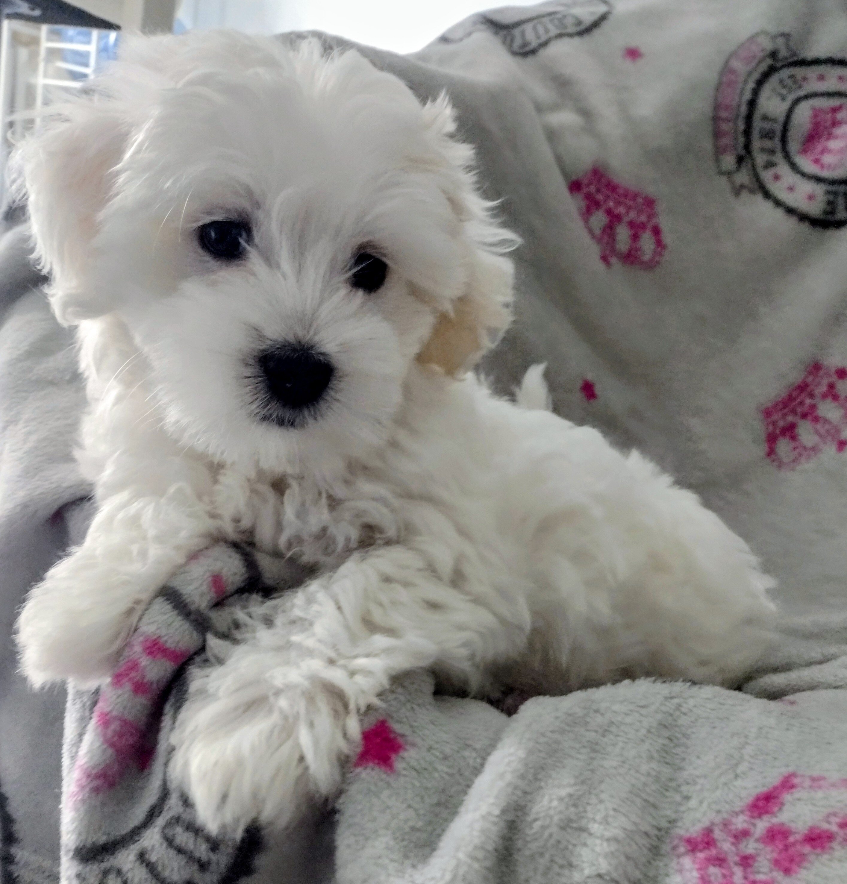 Maltipoo Puppy image 4