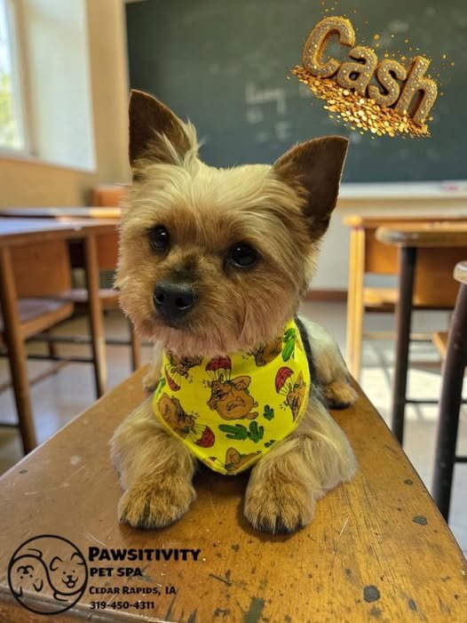 Yorkie image 2