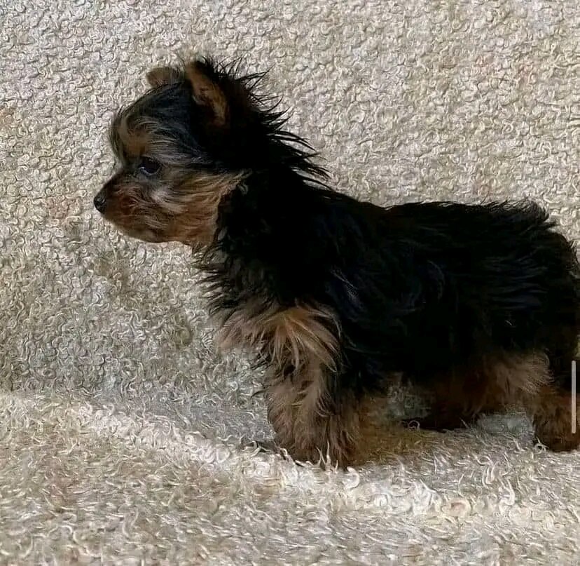 Yorkie puppie image 1