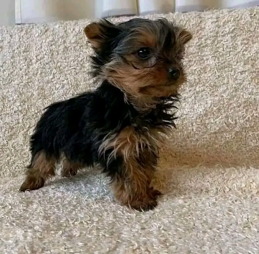 Yorkie puppie image 2
