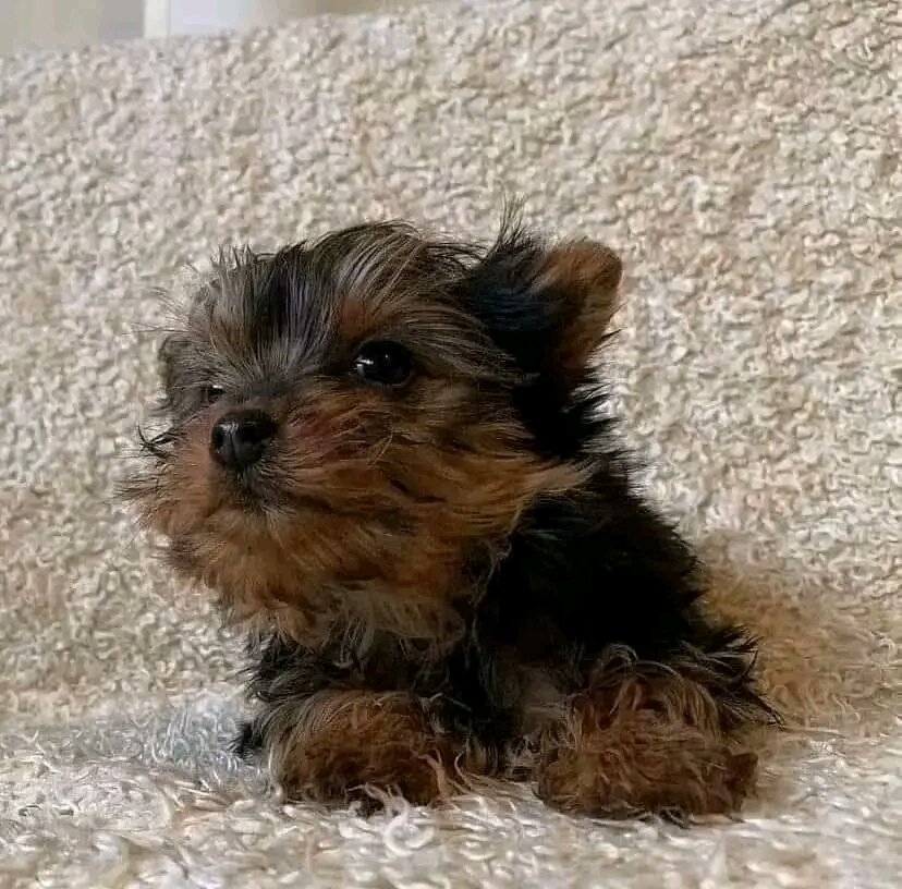 Yorkie puppie image 3