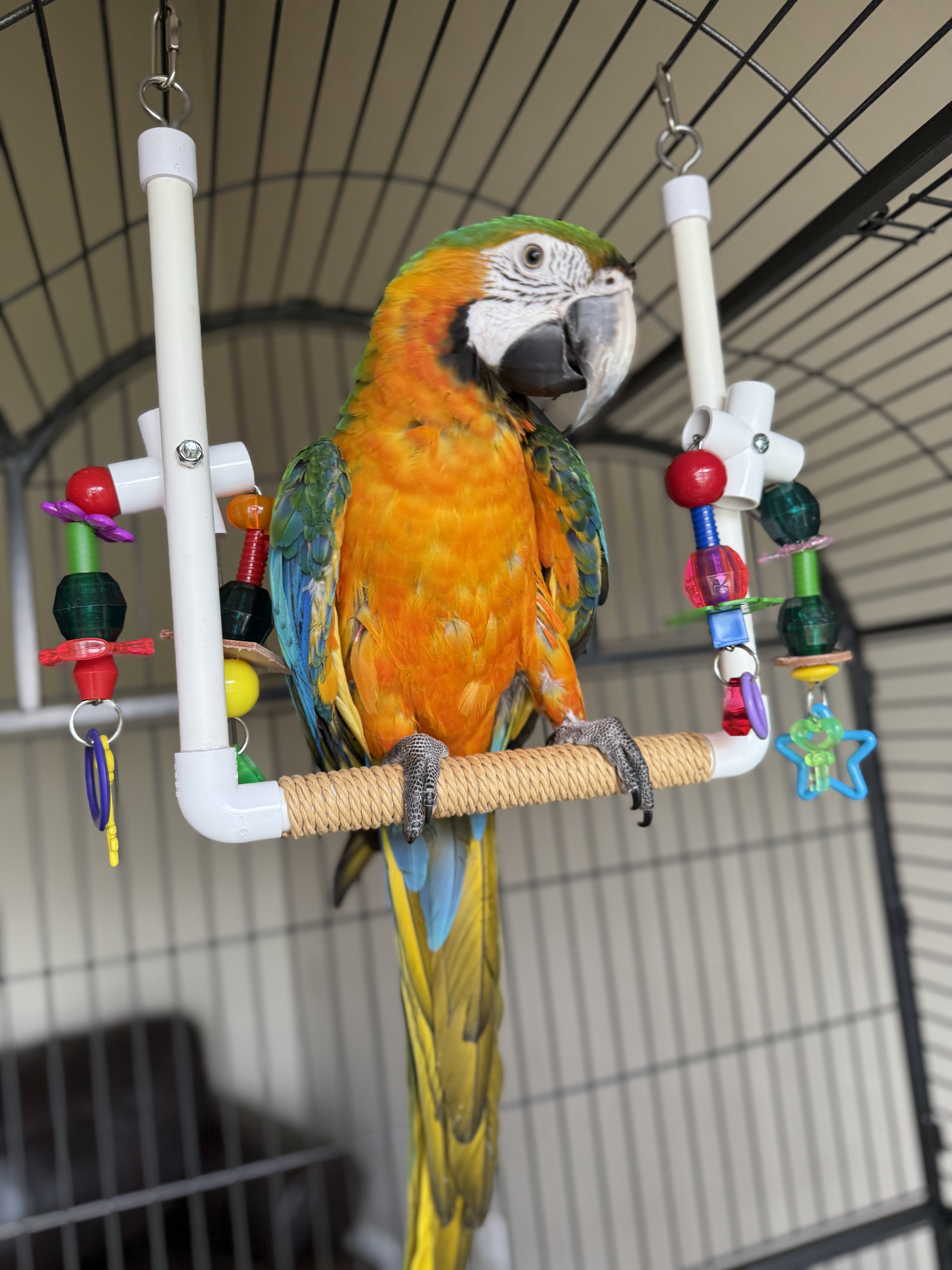 Catalina Macaw image 2