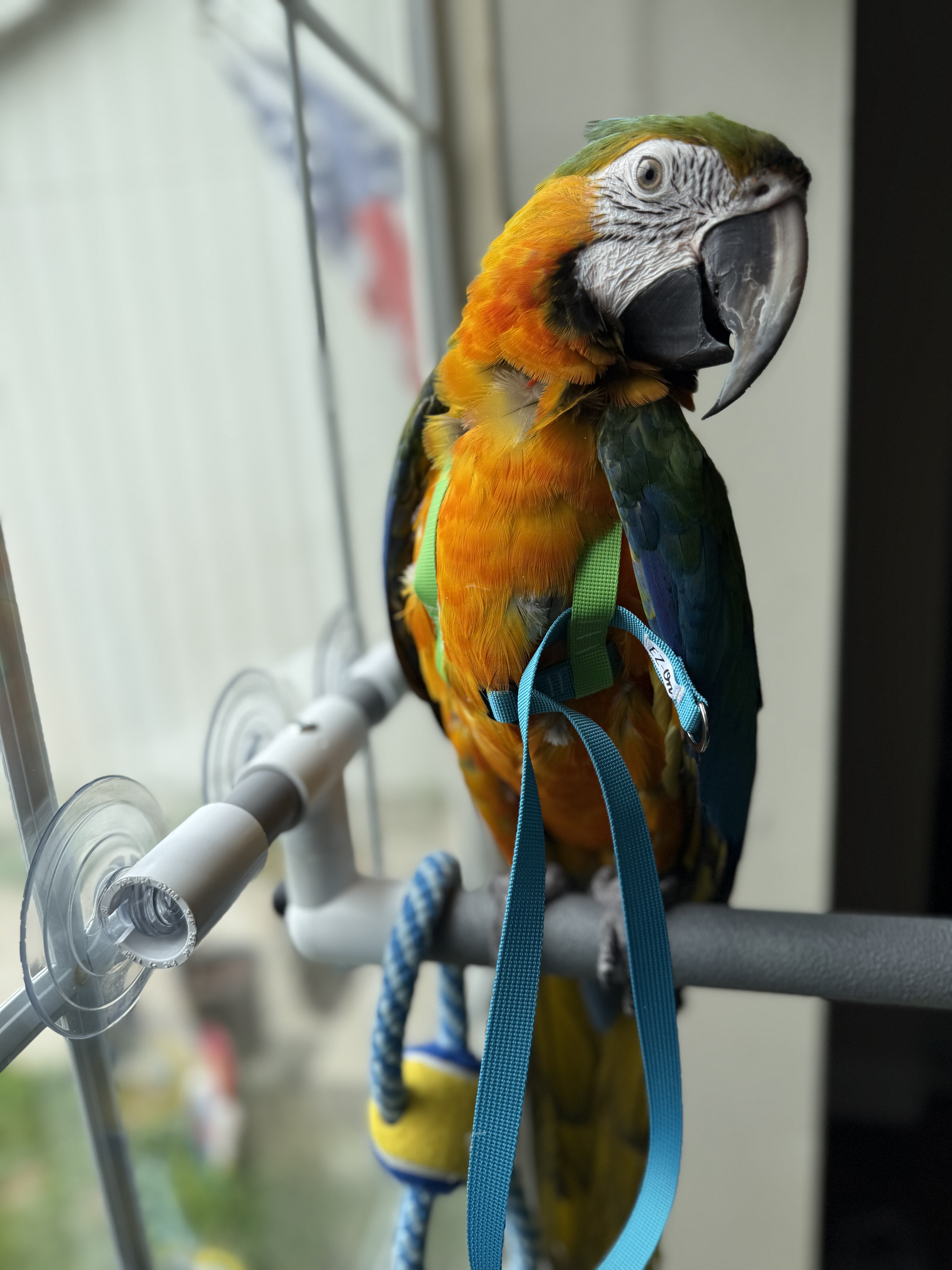 Catalina Macaw image 1