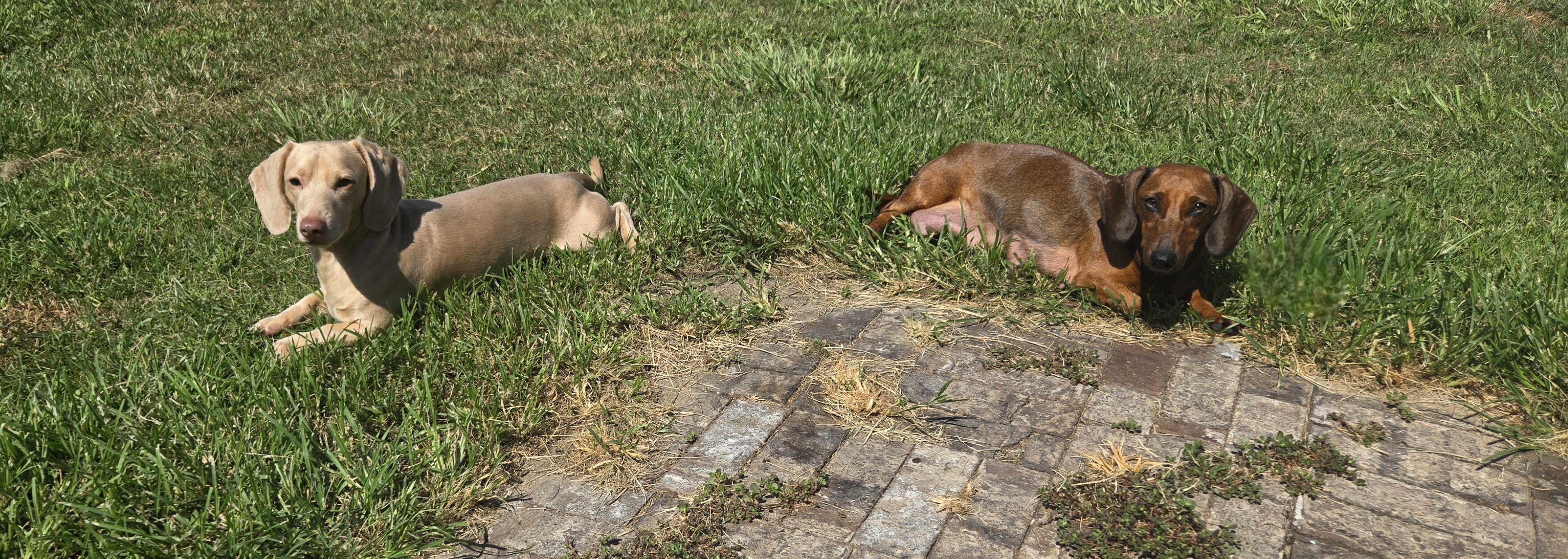 Ckc male miniature dachshunds image 2