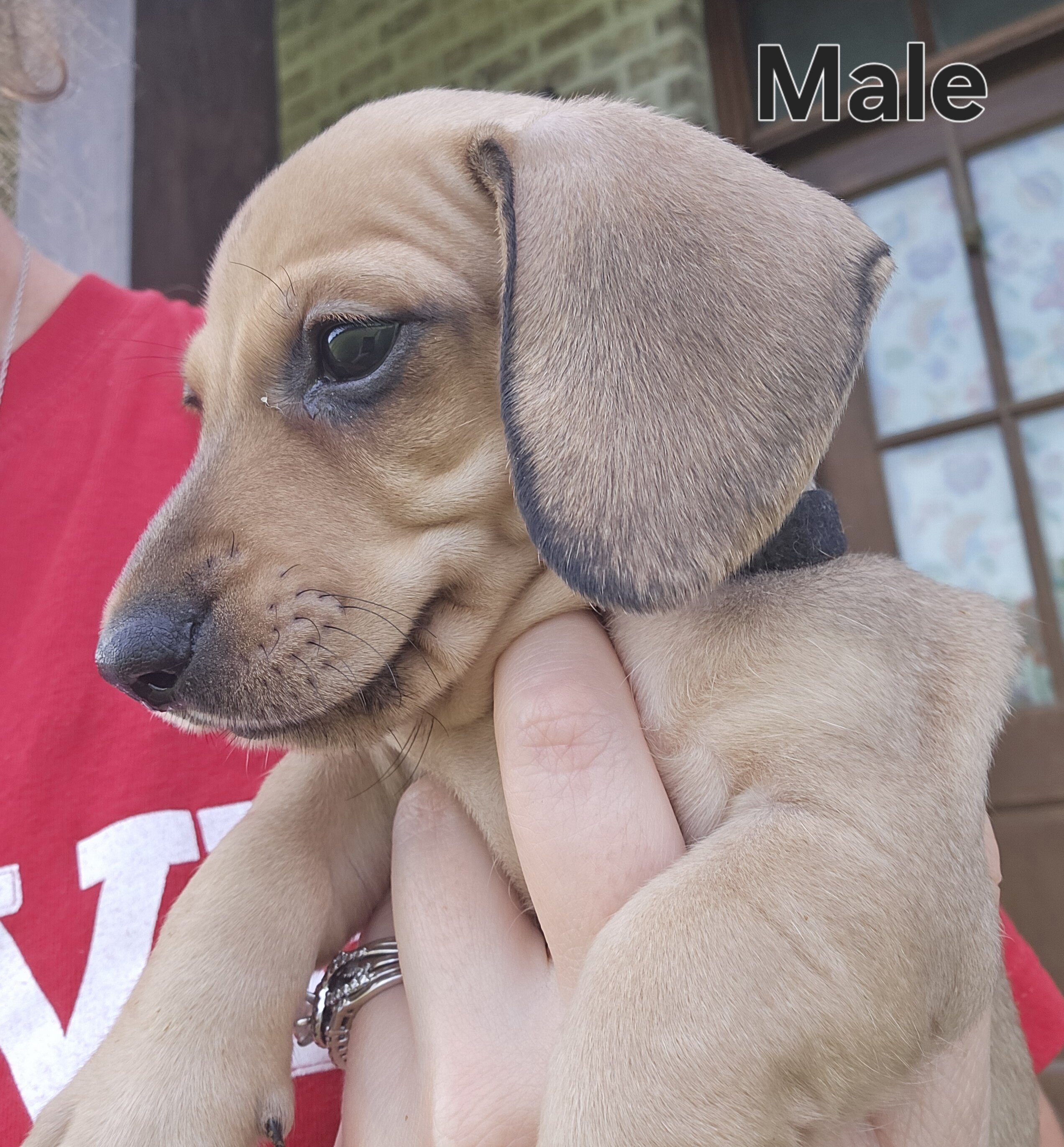 Ckc male miniature dachshunds image 6