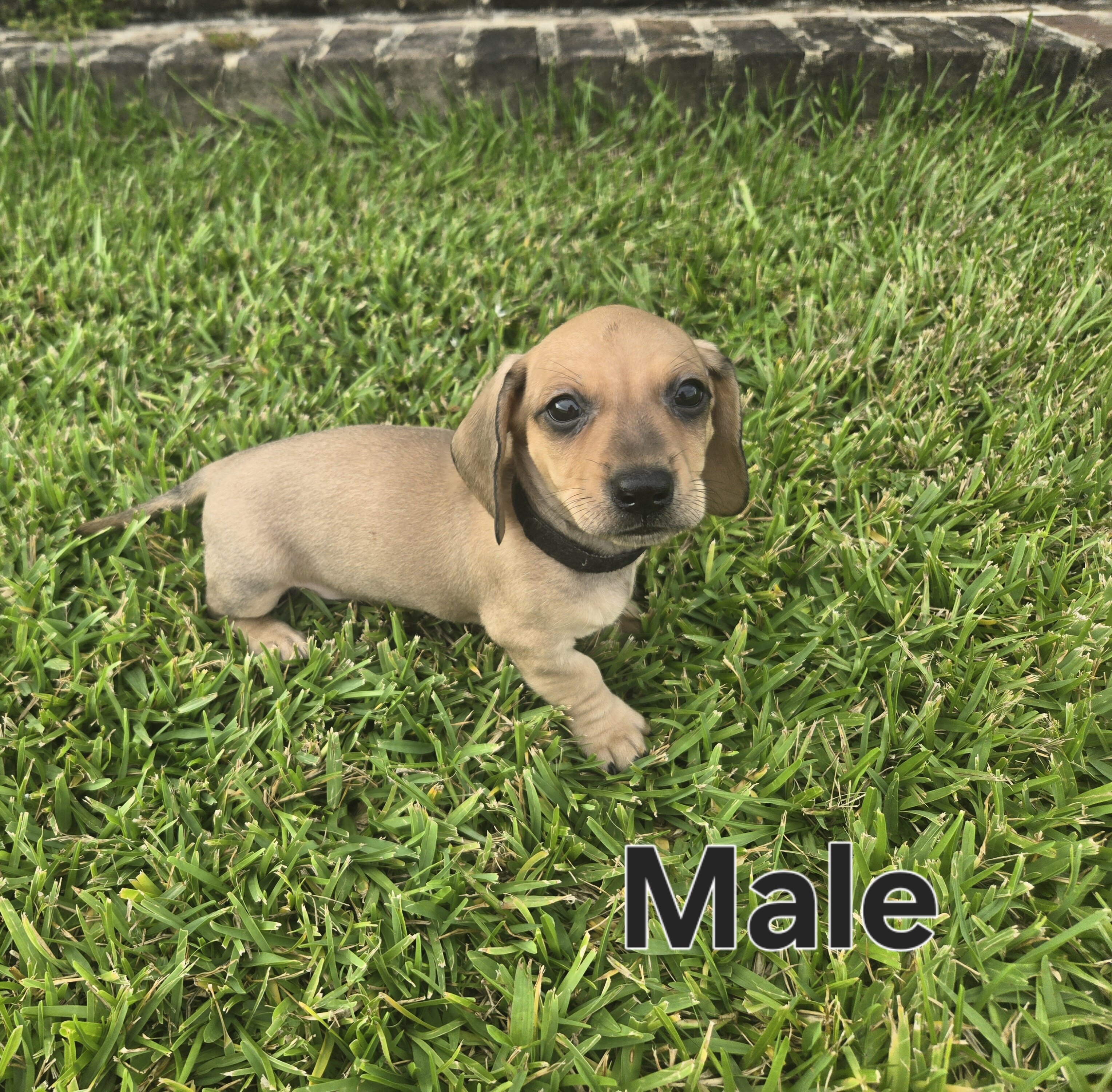Ckc male miniature dachshunds image 8