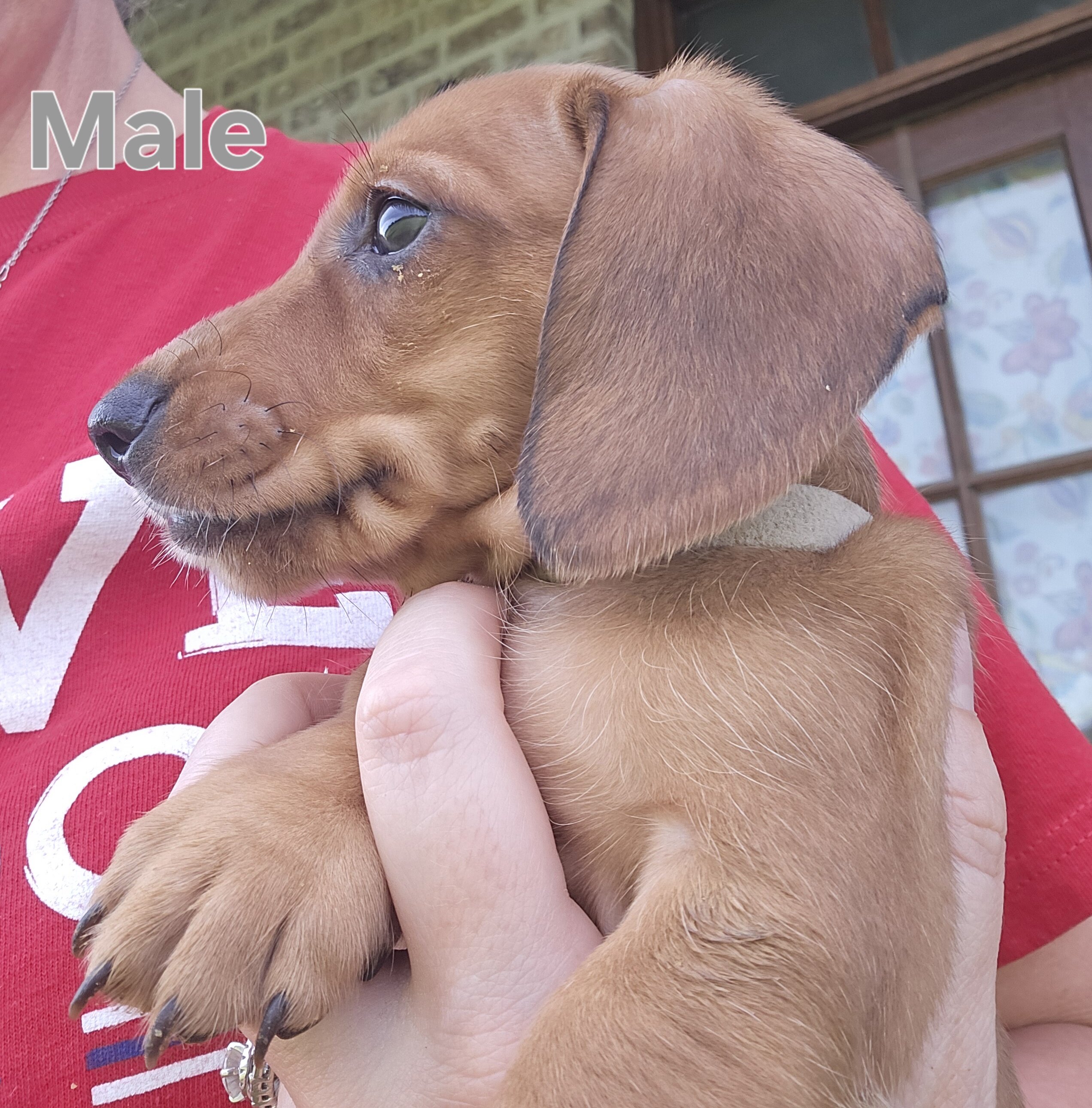 Ckc male miniature dachshunds image 5