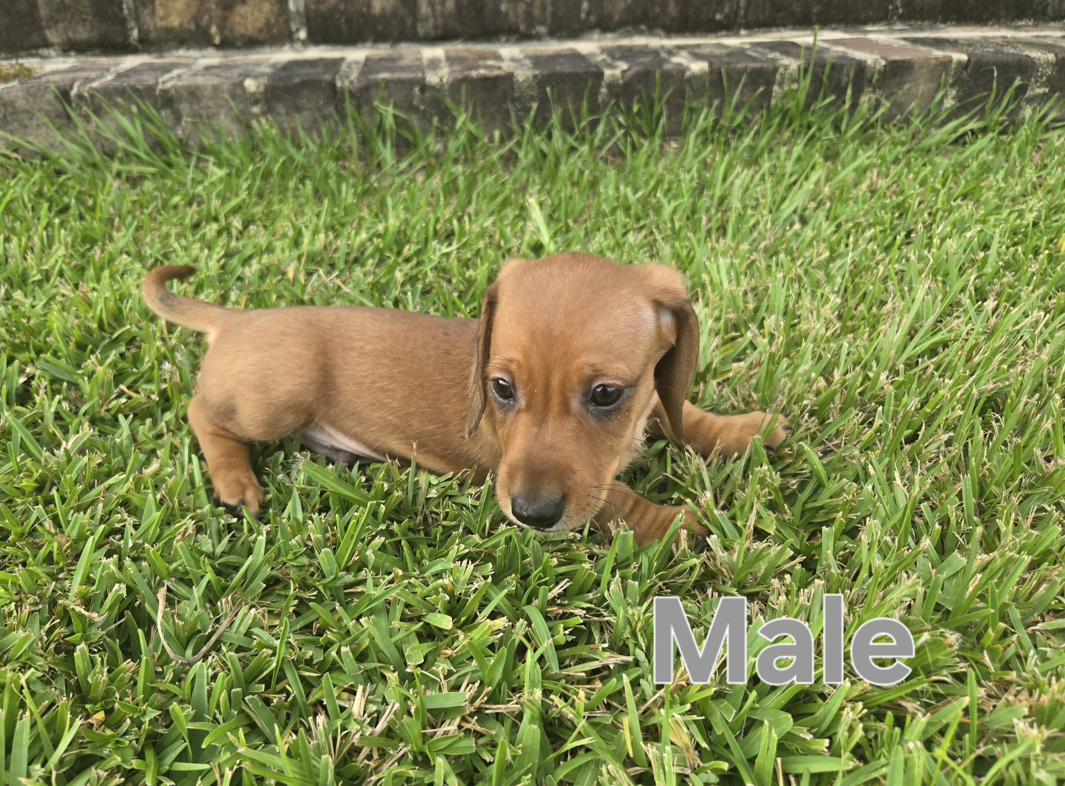 Ckc male miniature dachshunds image 4