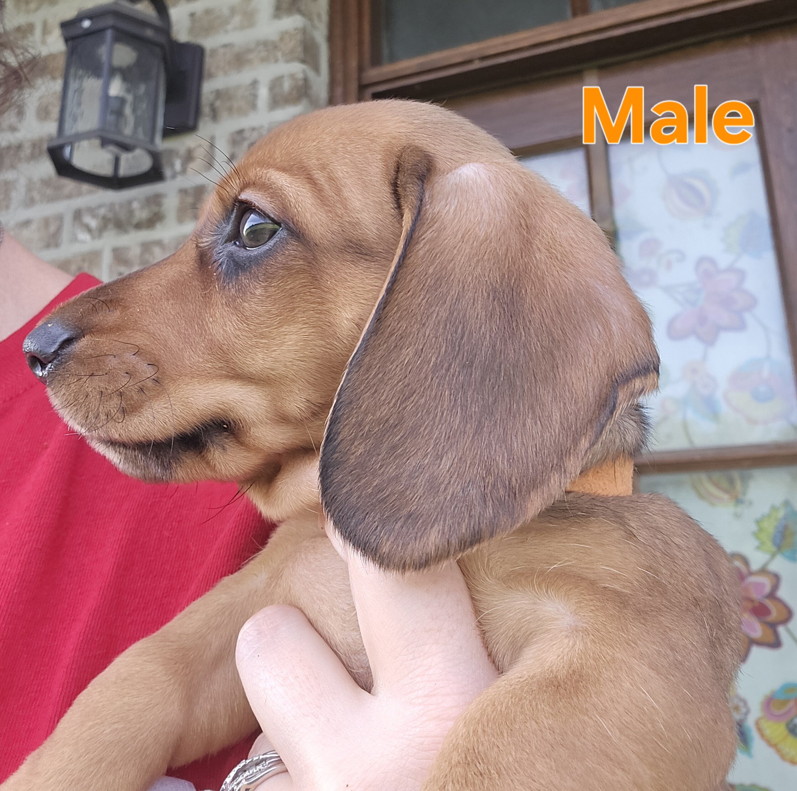Ckc male miniature dachshunds image 3
