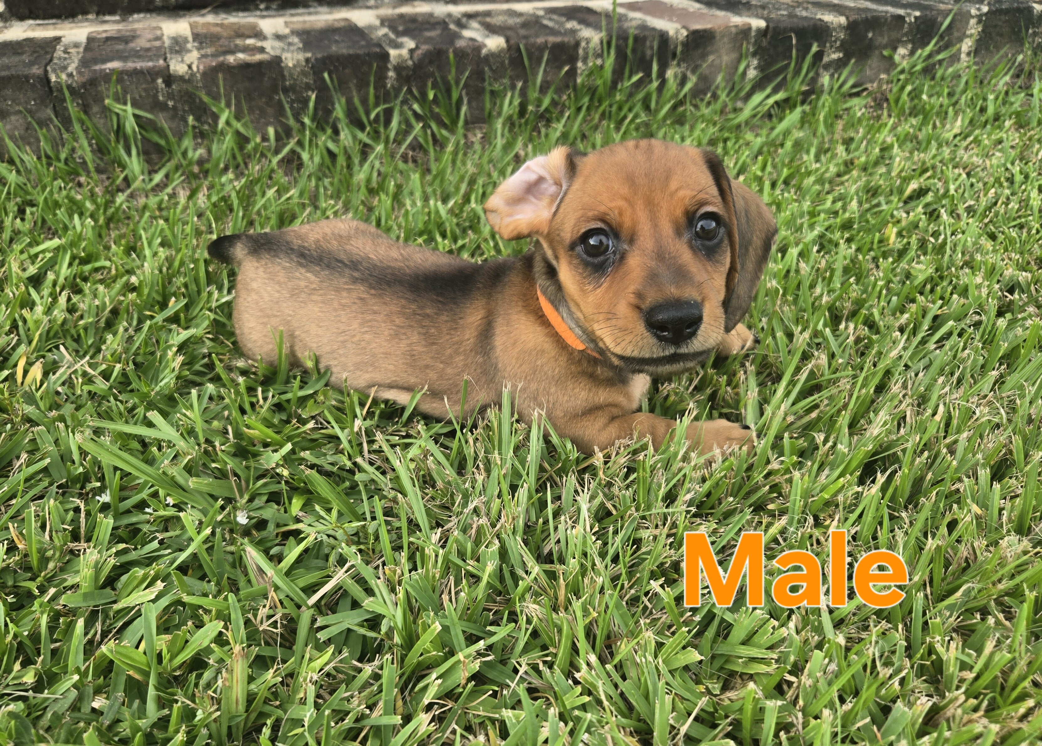 Ckc male miniature dachshunds image 7