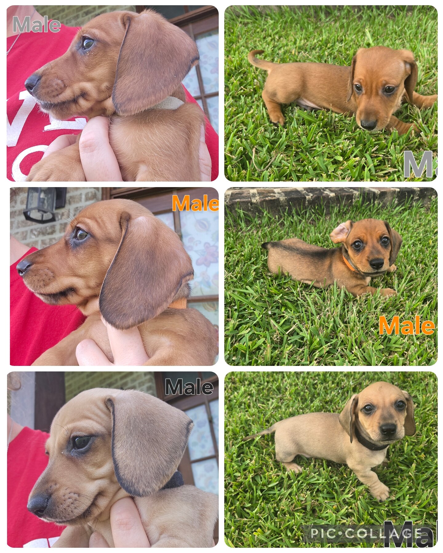 Ckc male miniature dachshunds image 1