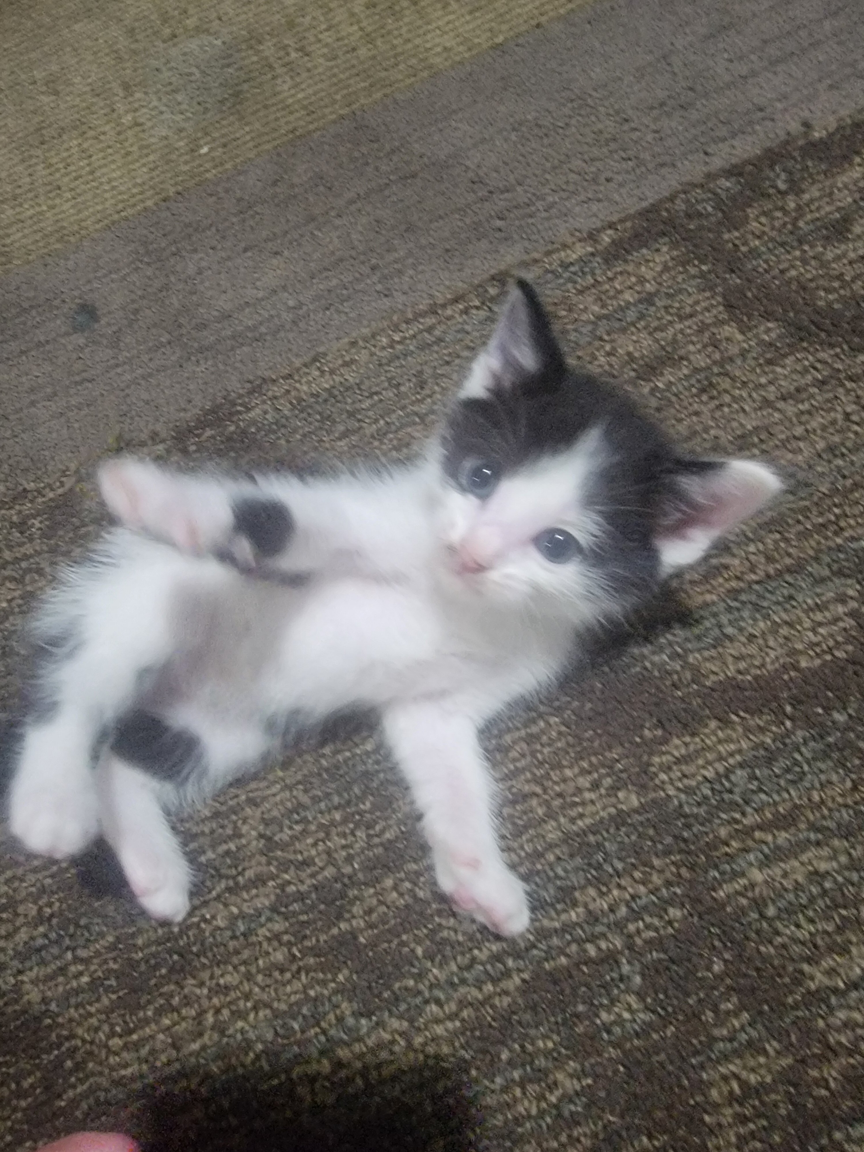 Black and white kitten image 1