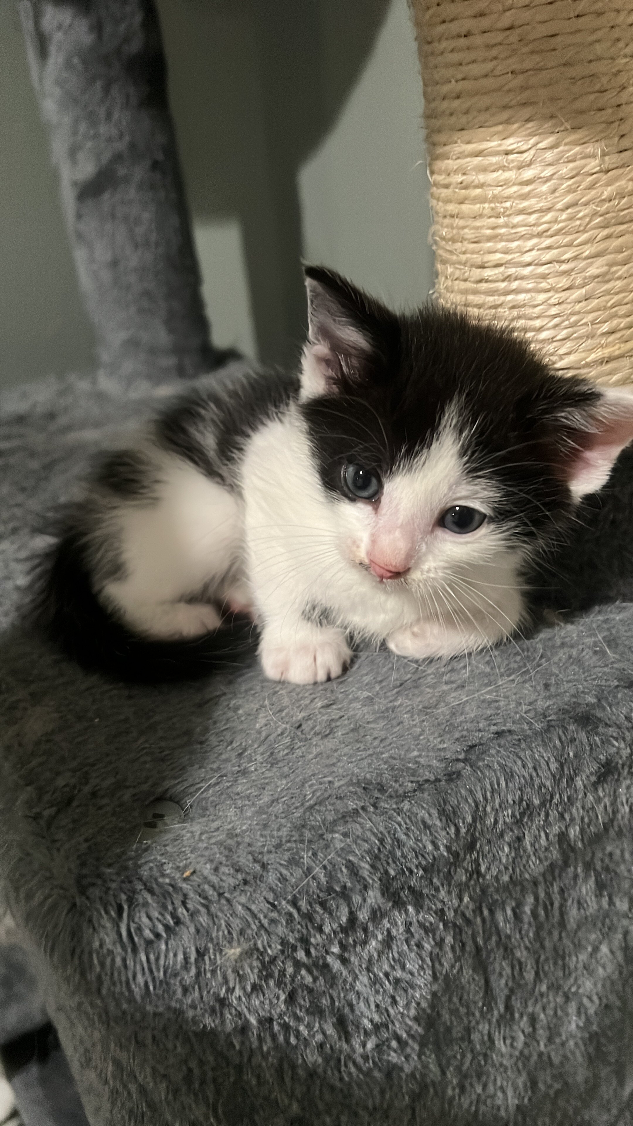 Black and white kitten image 2