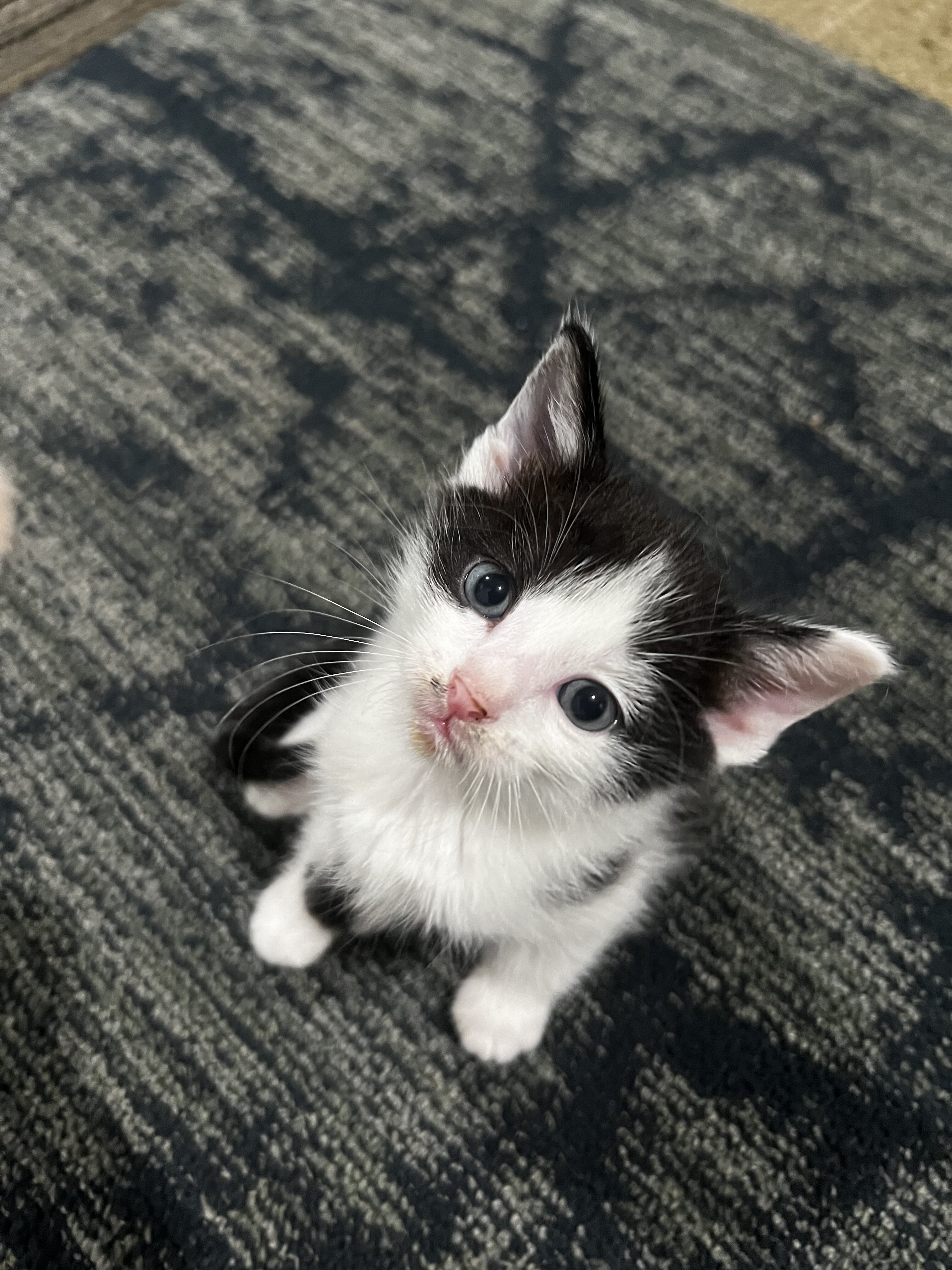 Black and white kitten image 3