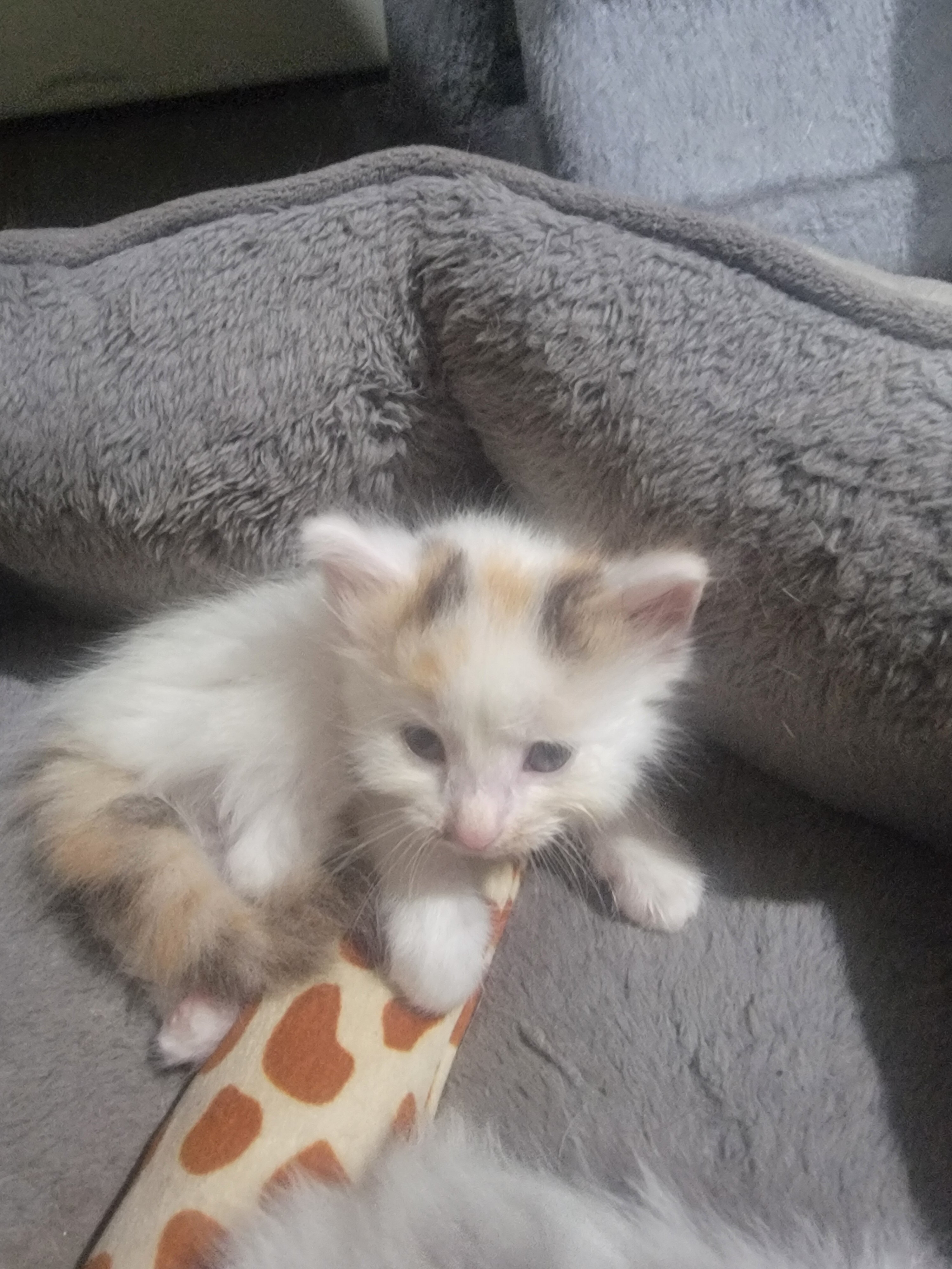 Beautiful kitten image 3