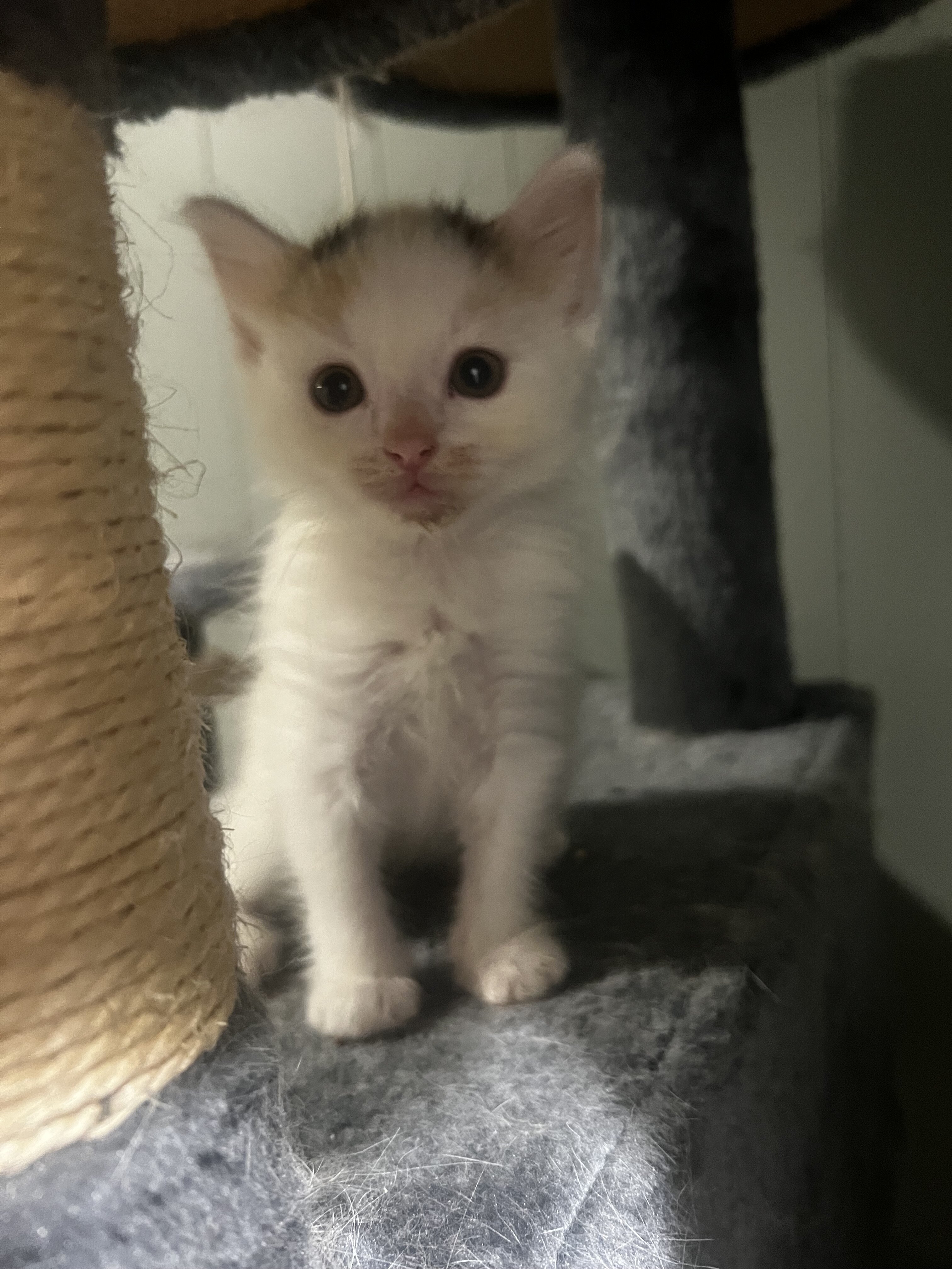 Beautiful kitten image 1