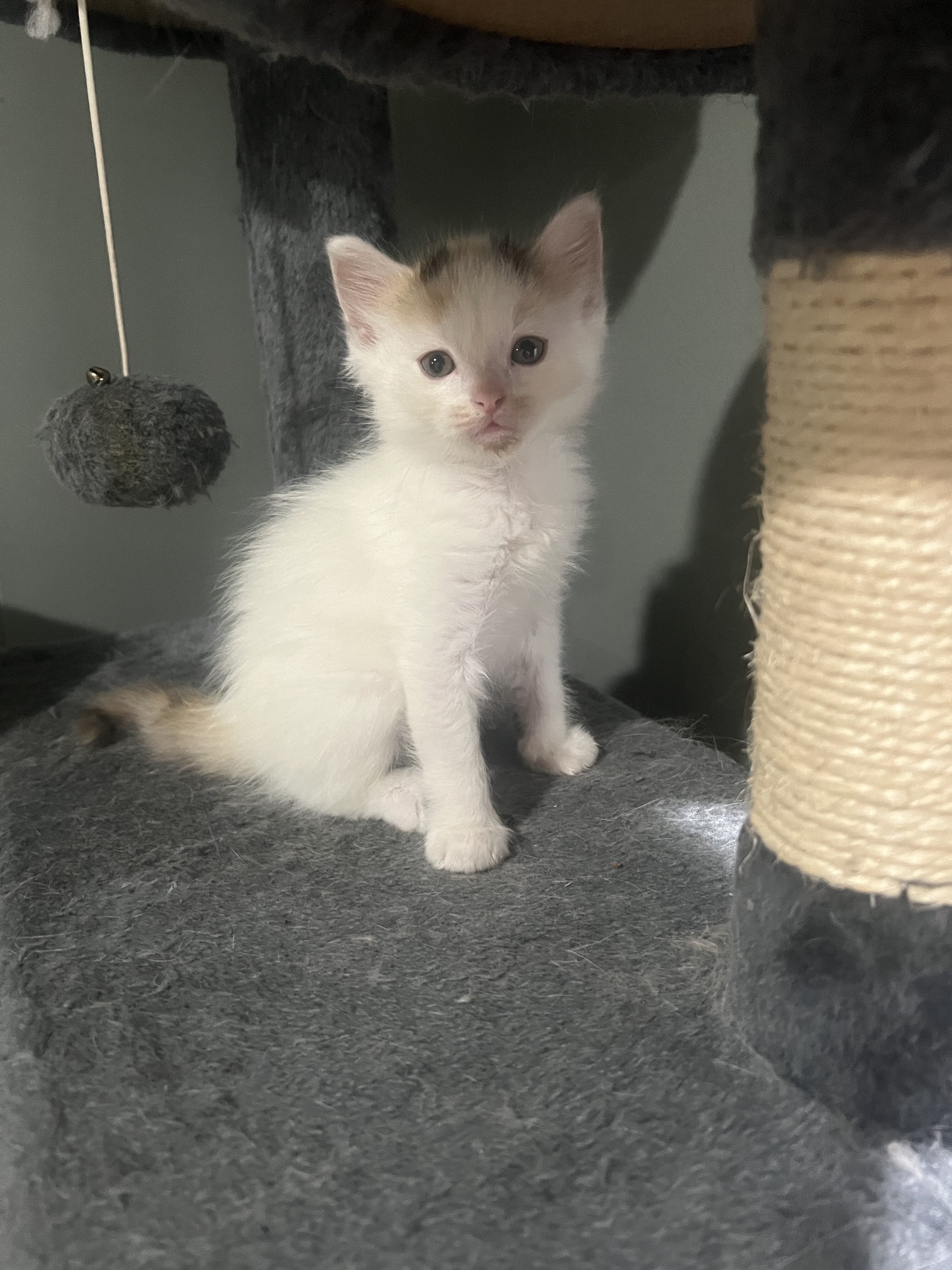 Beautiful kitten image 2