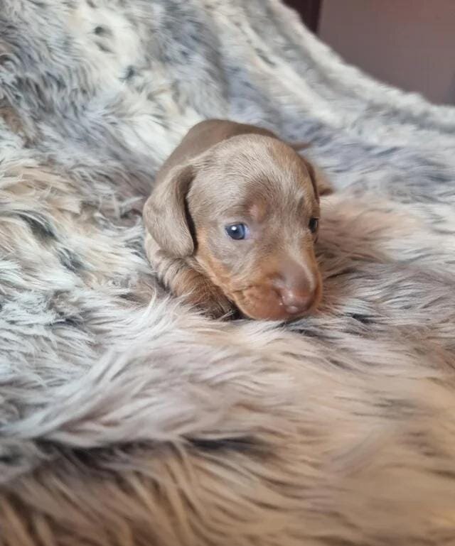 Beautiful KC Registered Miniature Dachshund Pups M image 1