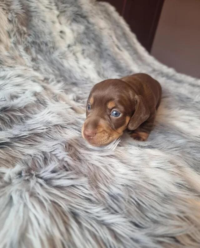 Beautiful KC Registered Miniature Dachshund Pups M image 3