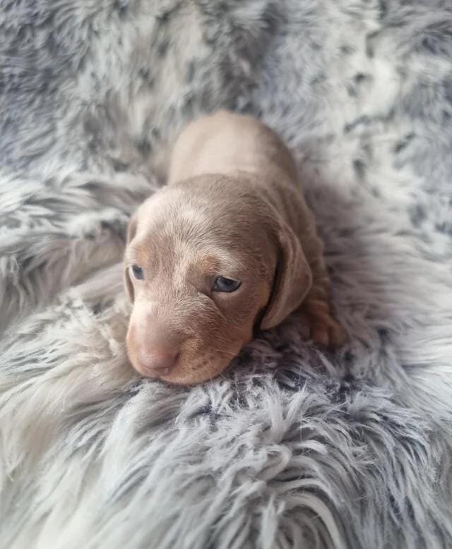 Beautiful KC Registered Miniature Dachshund Pups M image 2