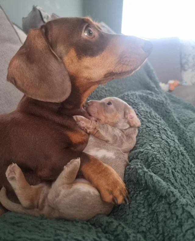 Beautiful KC Registered Miniature Dachshund Pups M image 5